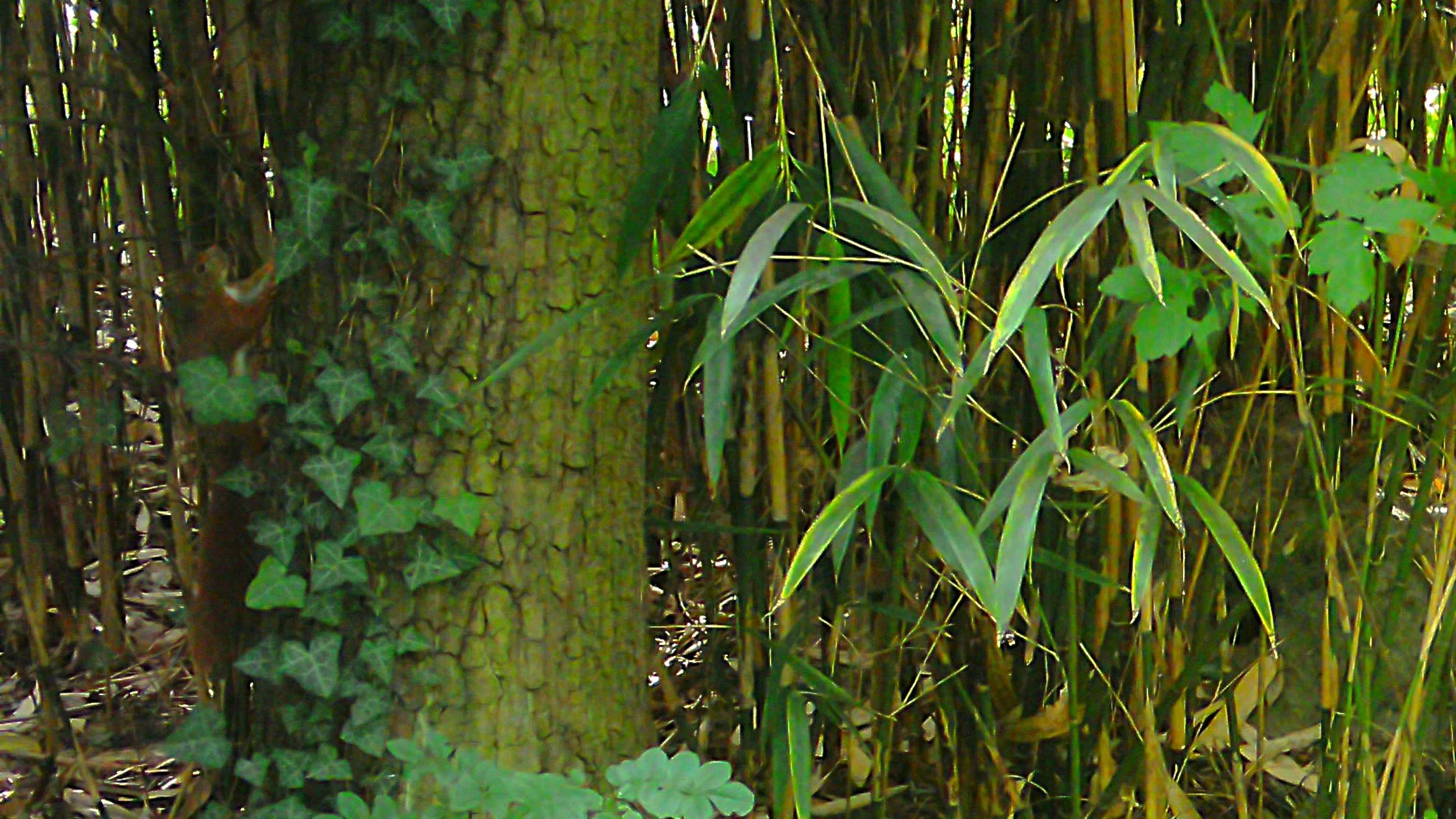 8- Squirrel.JPG