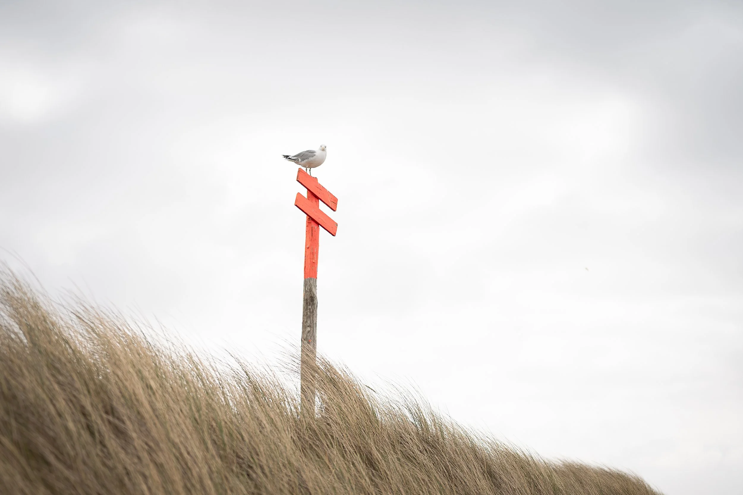 Inselhochzeit Nordsee Nordseeinsel Fotograf Hochzeit Hochzeitsfotograf Spiekeroog Inselfotograf 