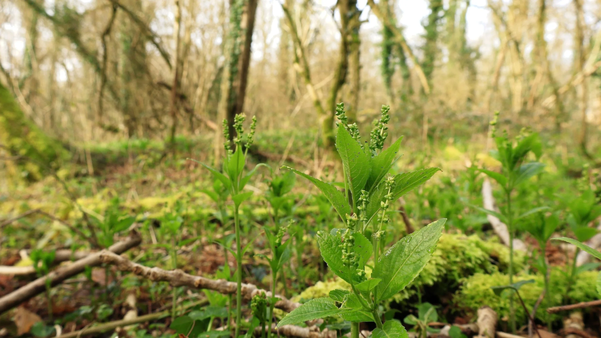 Dog's Mercury