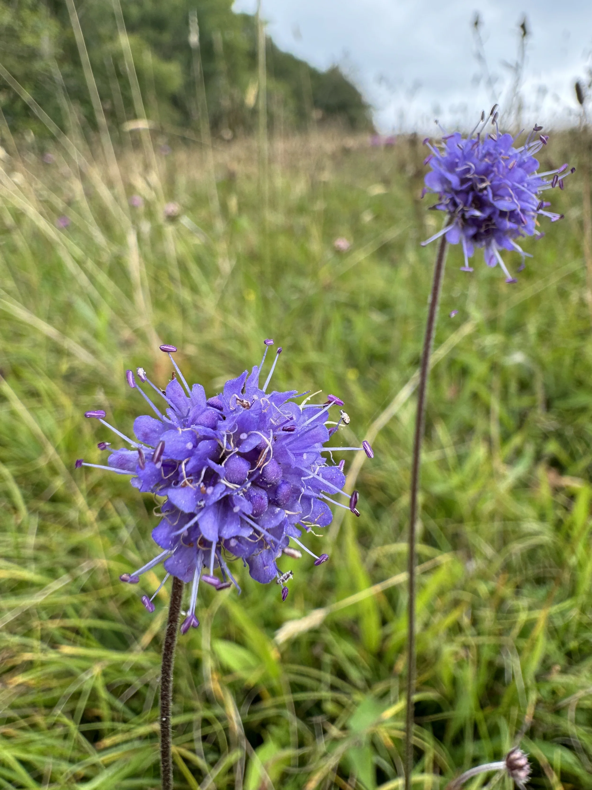 Devil's Bit Scabious - Old House Pasture.JPG