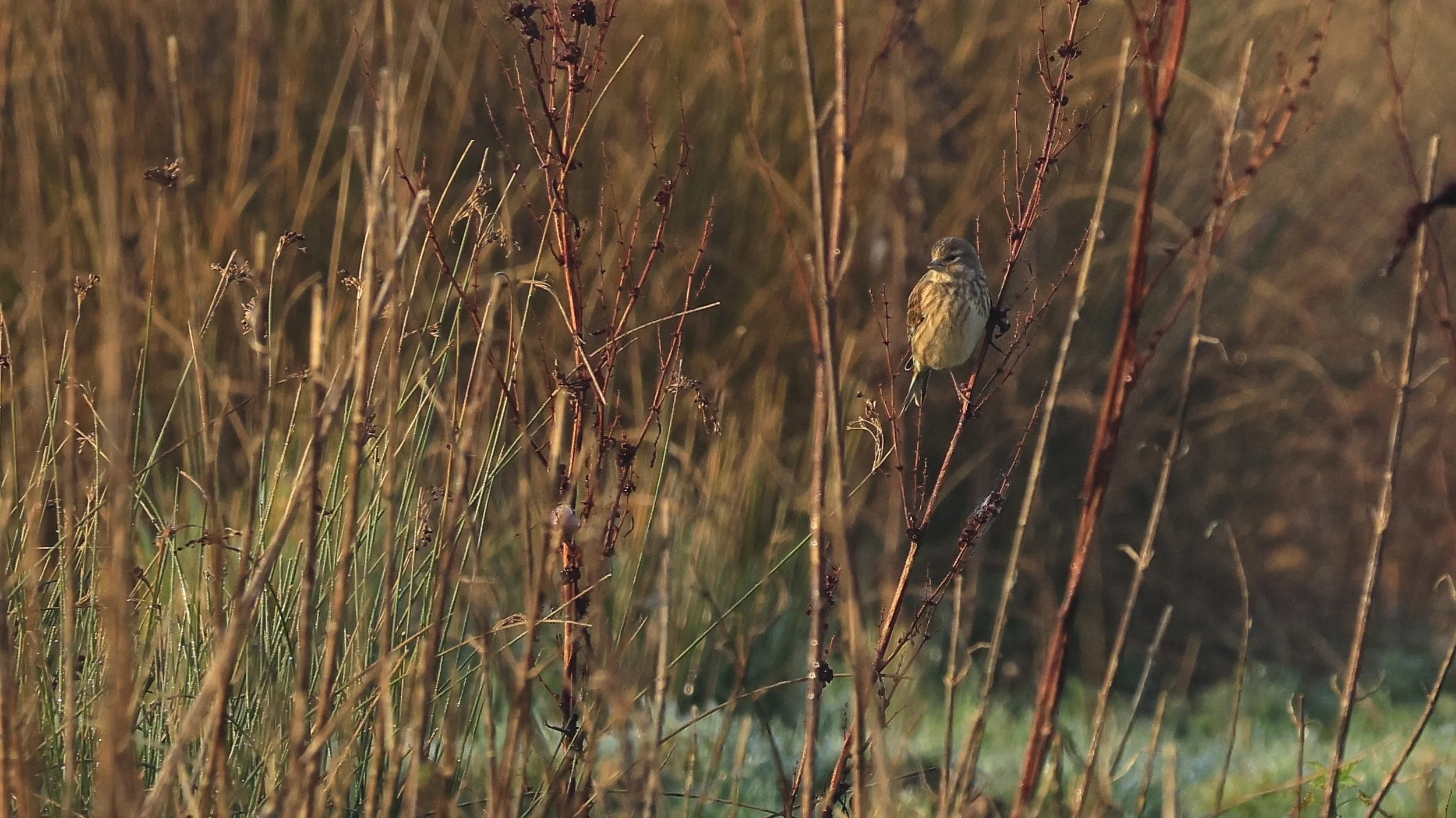 Linnet feeding on dock seeds.jpg