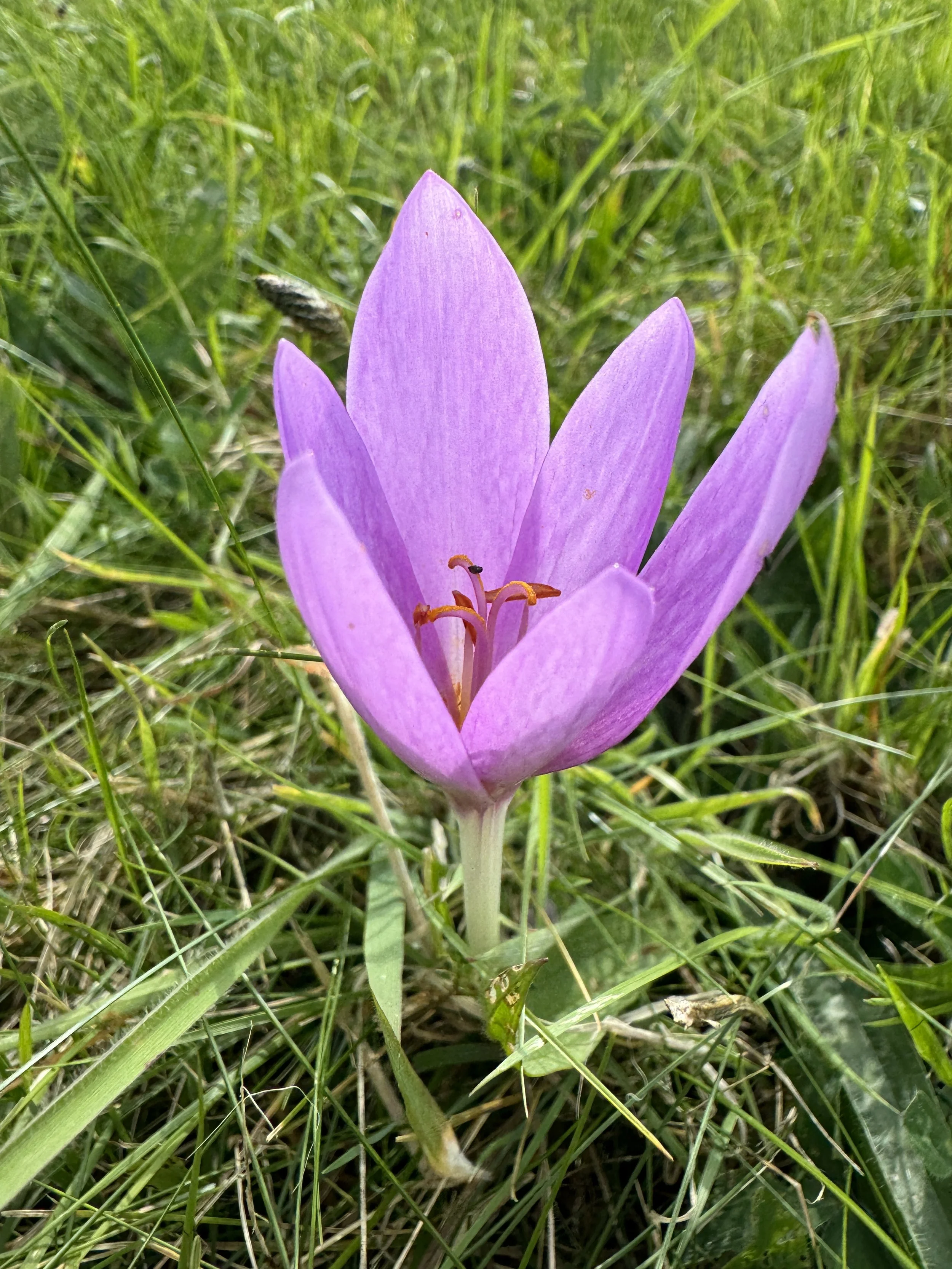 Meadow Saffron.JPG