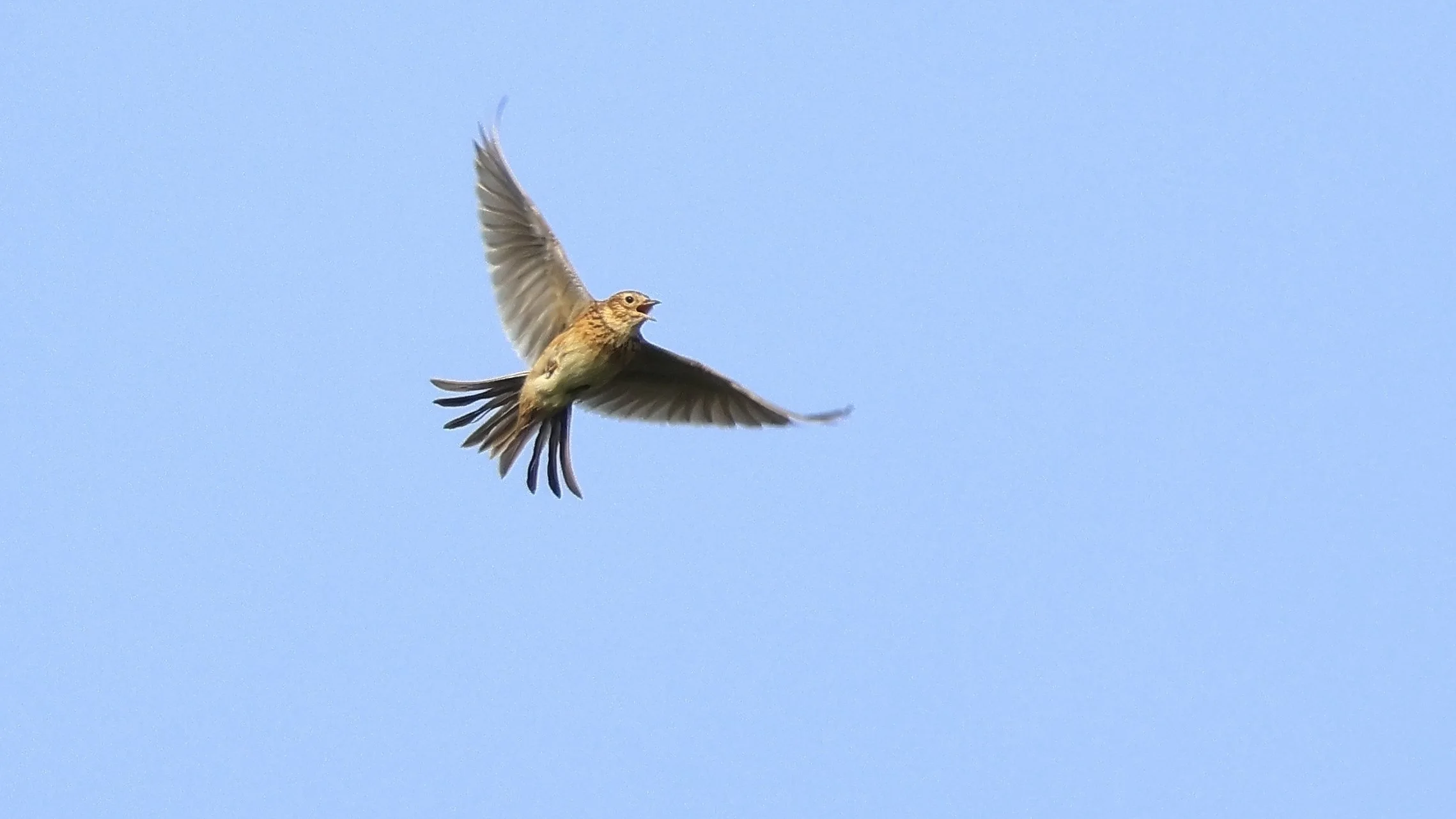 Skylark singing.jpg