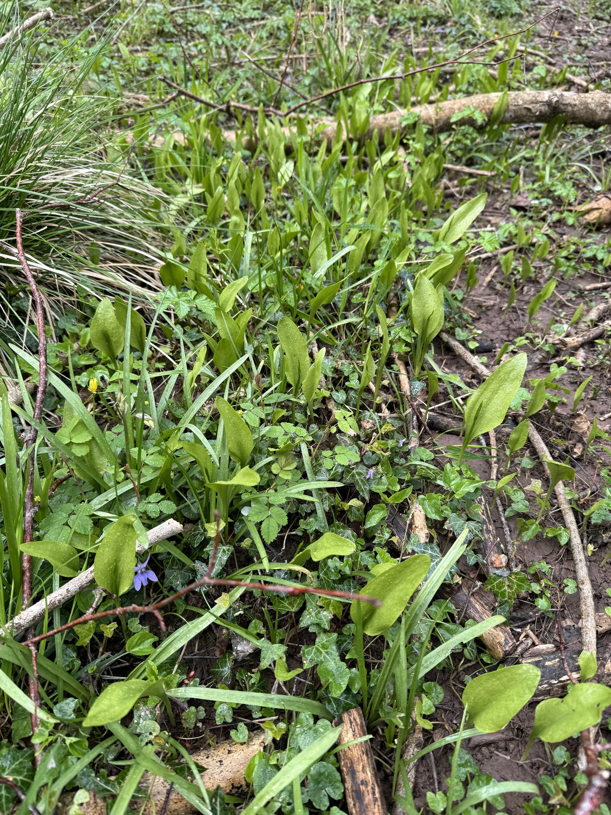 Adder's Tongue Fern.JPG