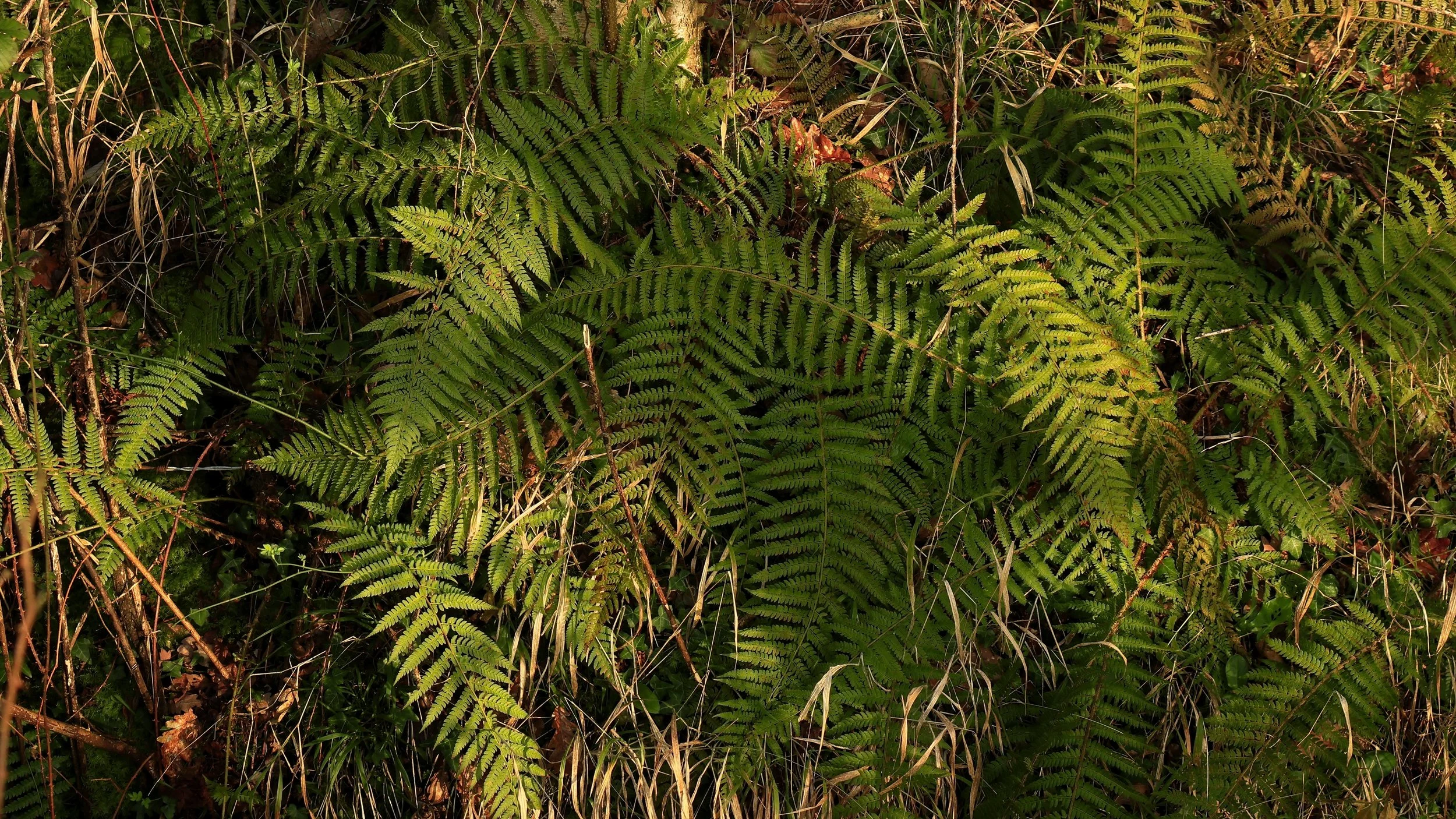 Fern Fronds.jpg