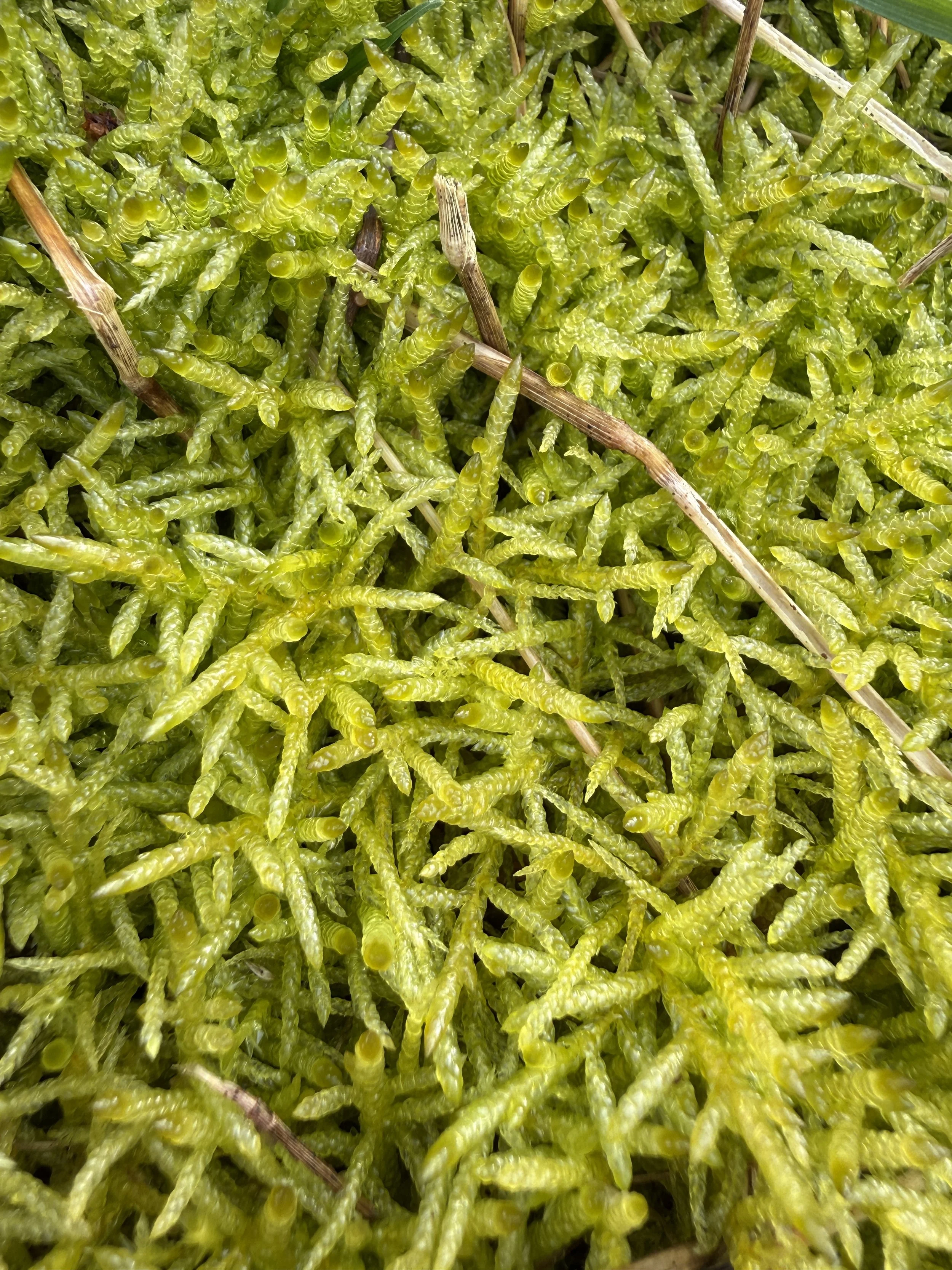 Bryophytes