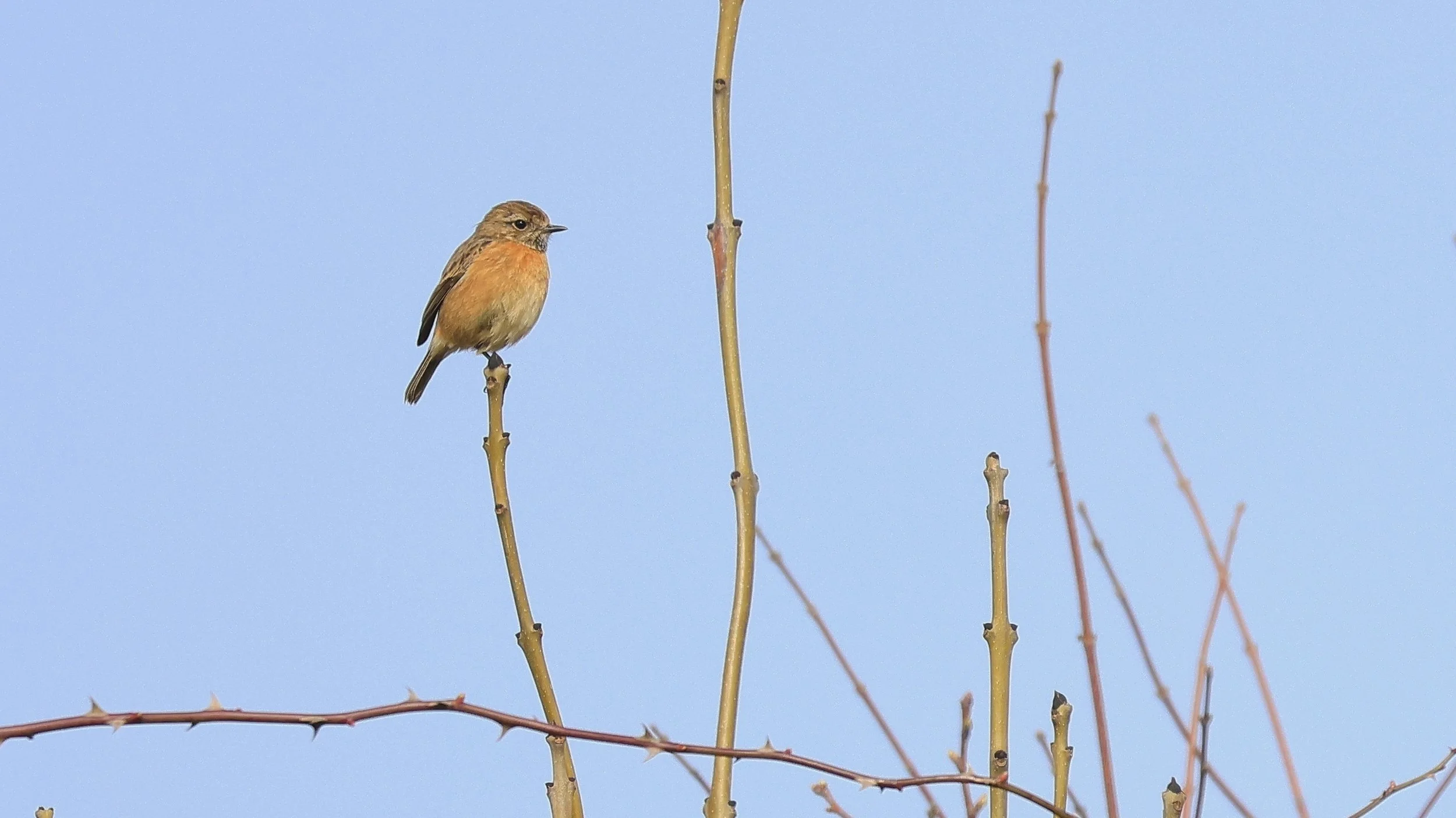 Female Stonechat 3.jpg