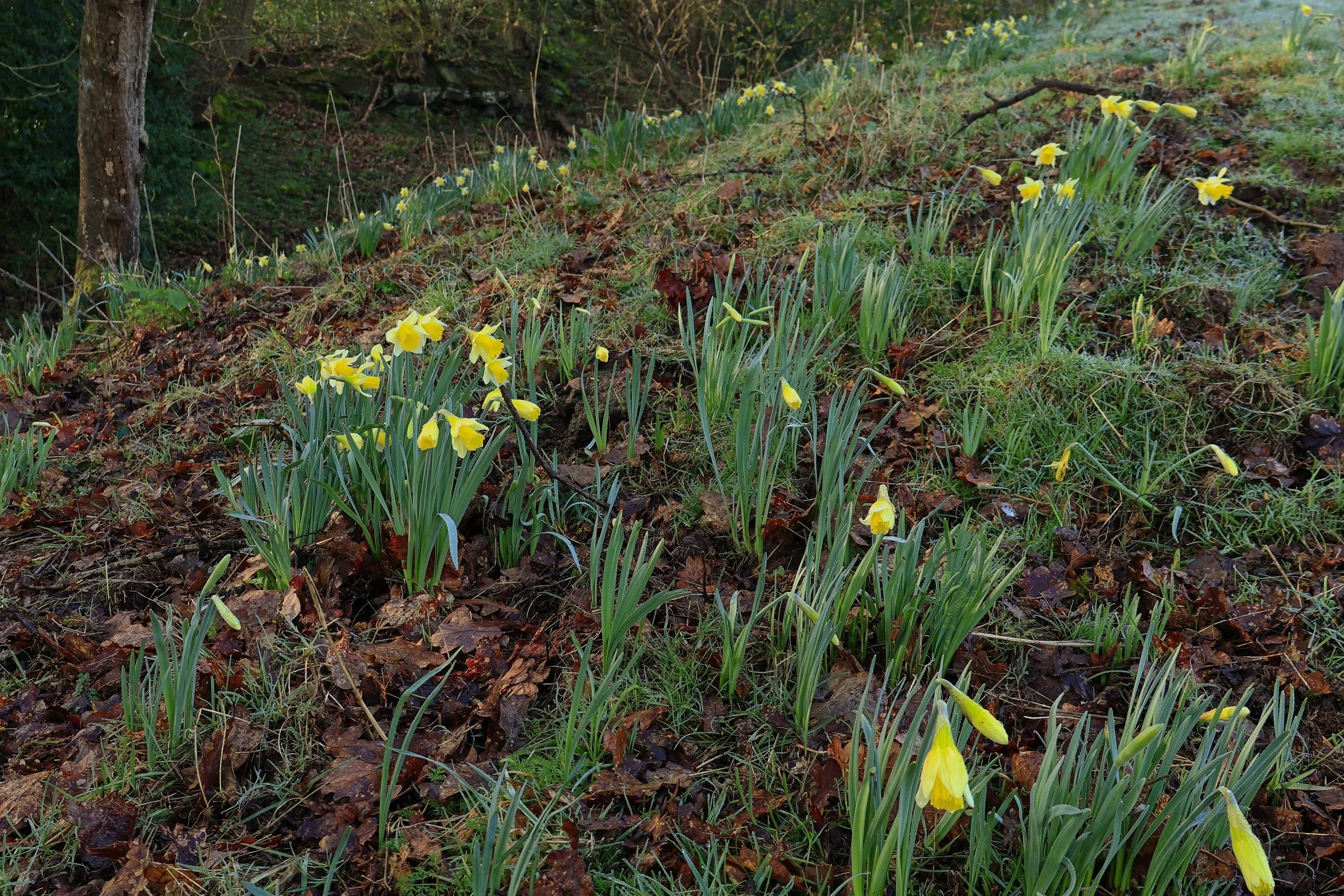 Welsh Daffodils copy.jpg