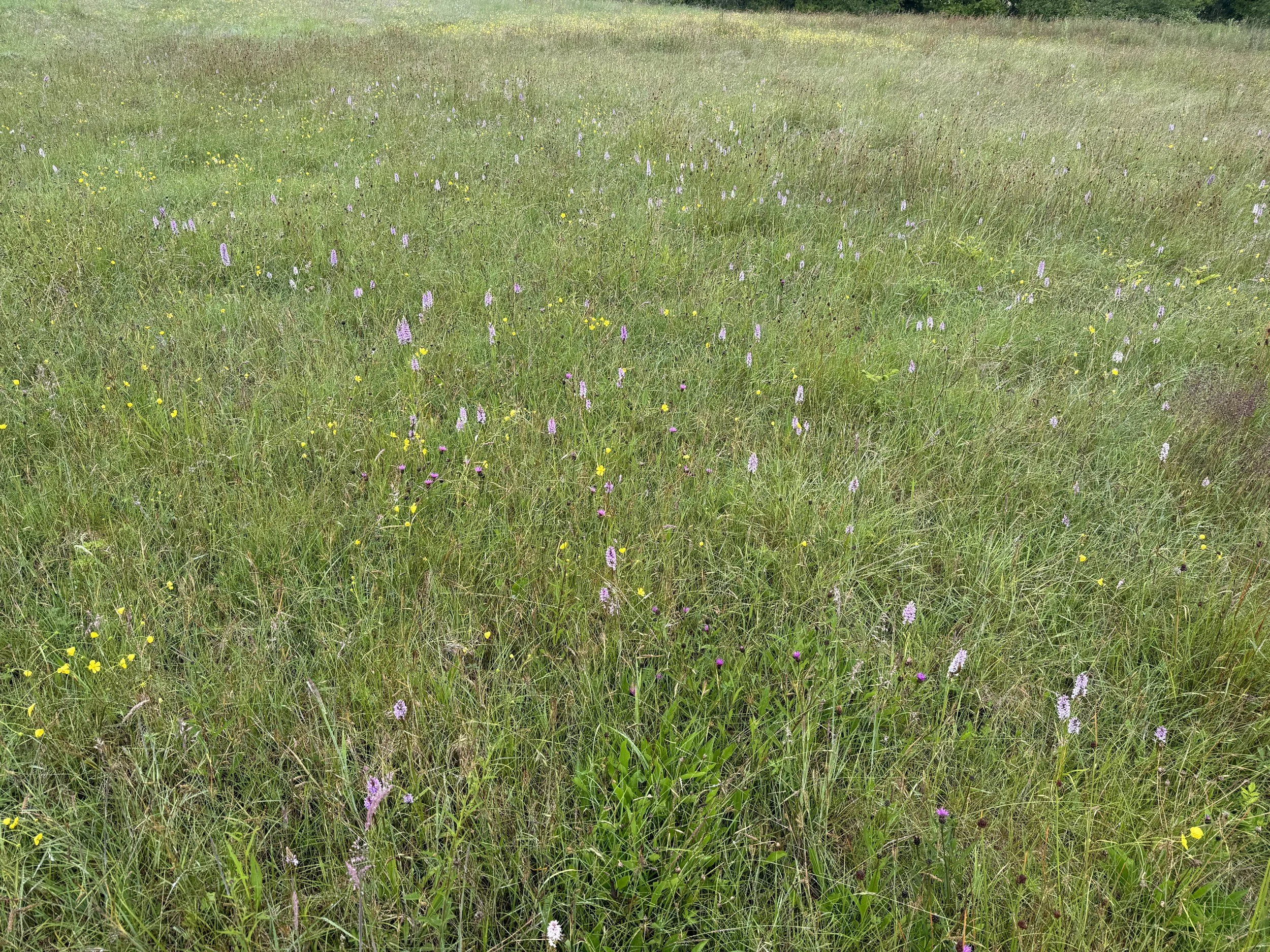 Common Spotted Orchids - Field Facing Bacton.JPG