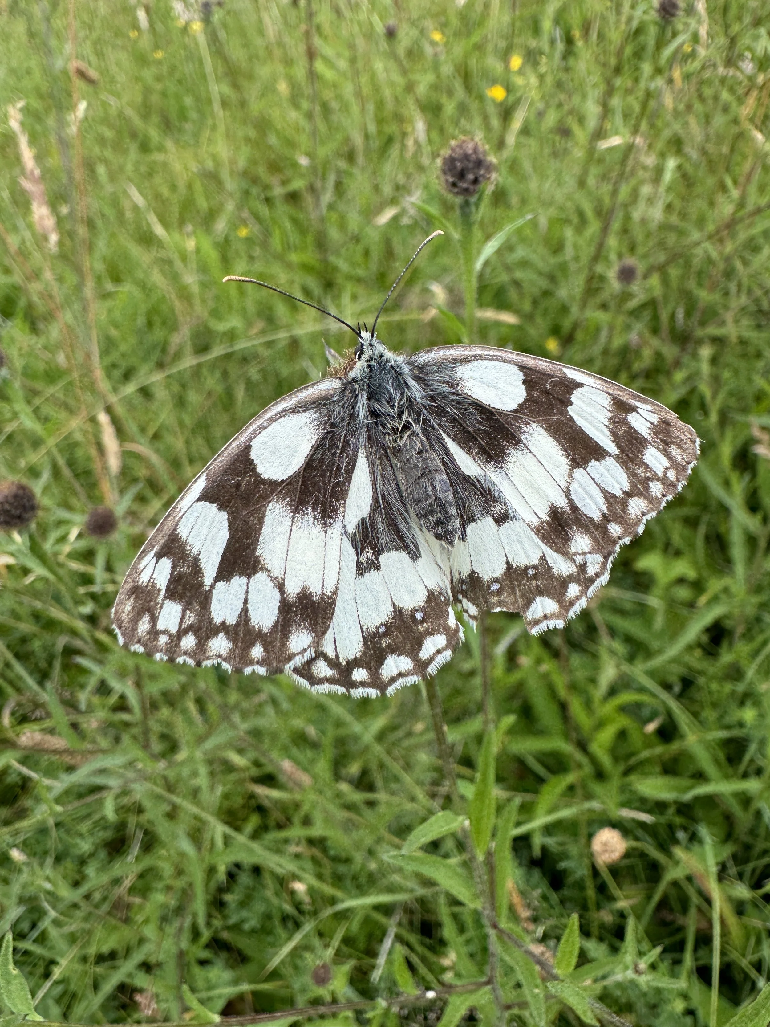 Marbled White.JPG