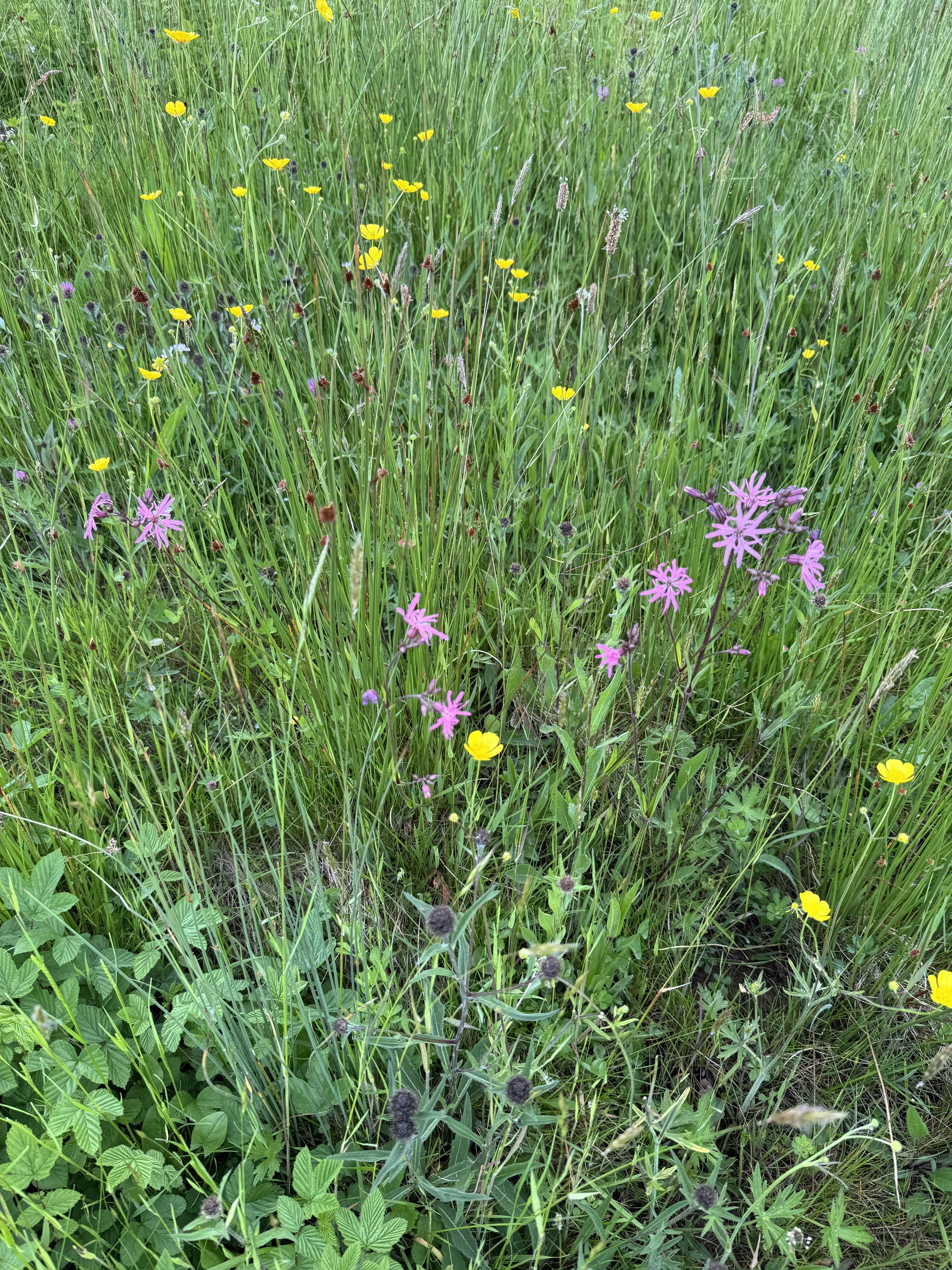 Ragged Robin, Meadowsweet, Knapweed - Calves Close.JPG