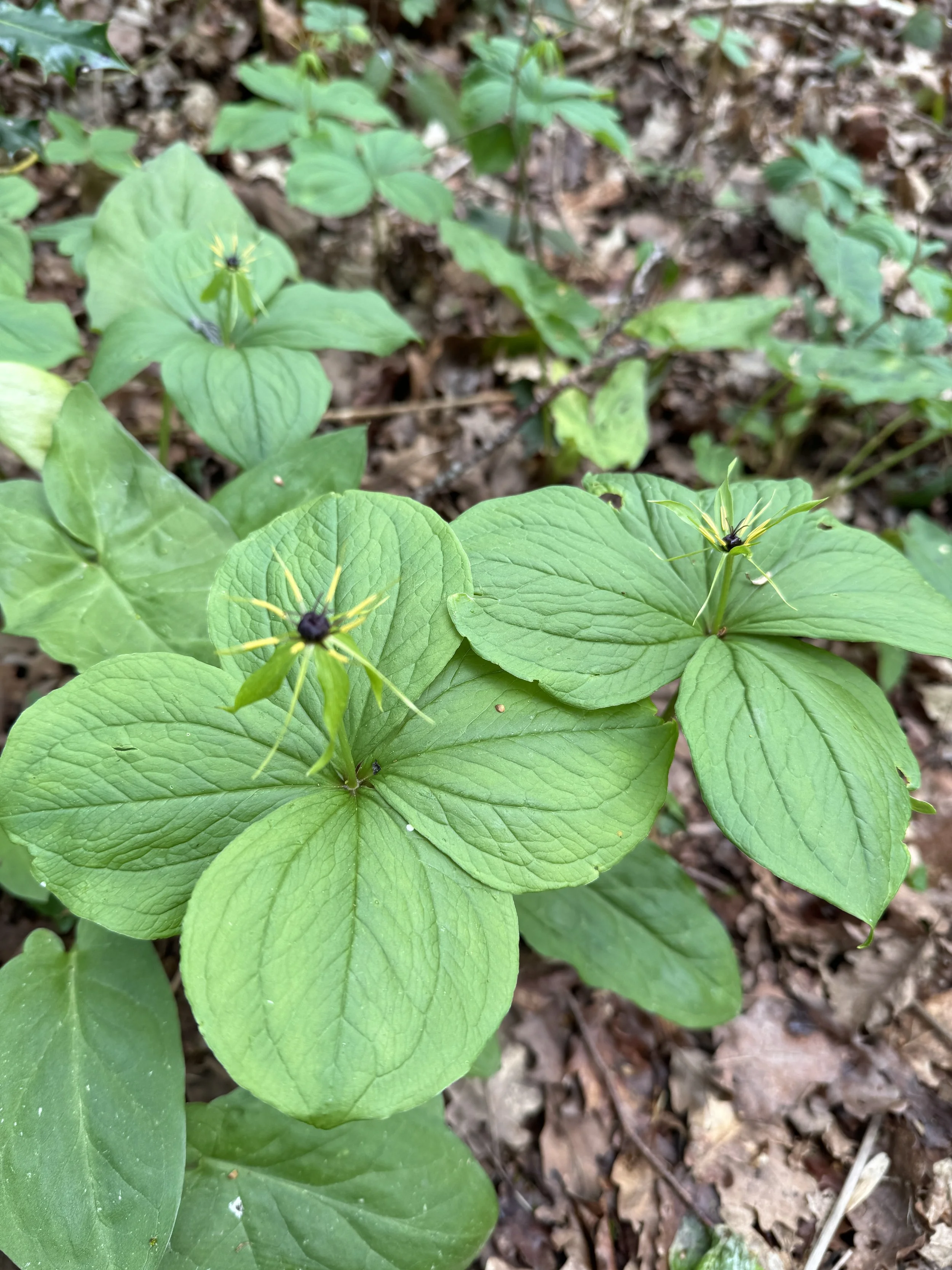 Herb Paris.JPG
