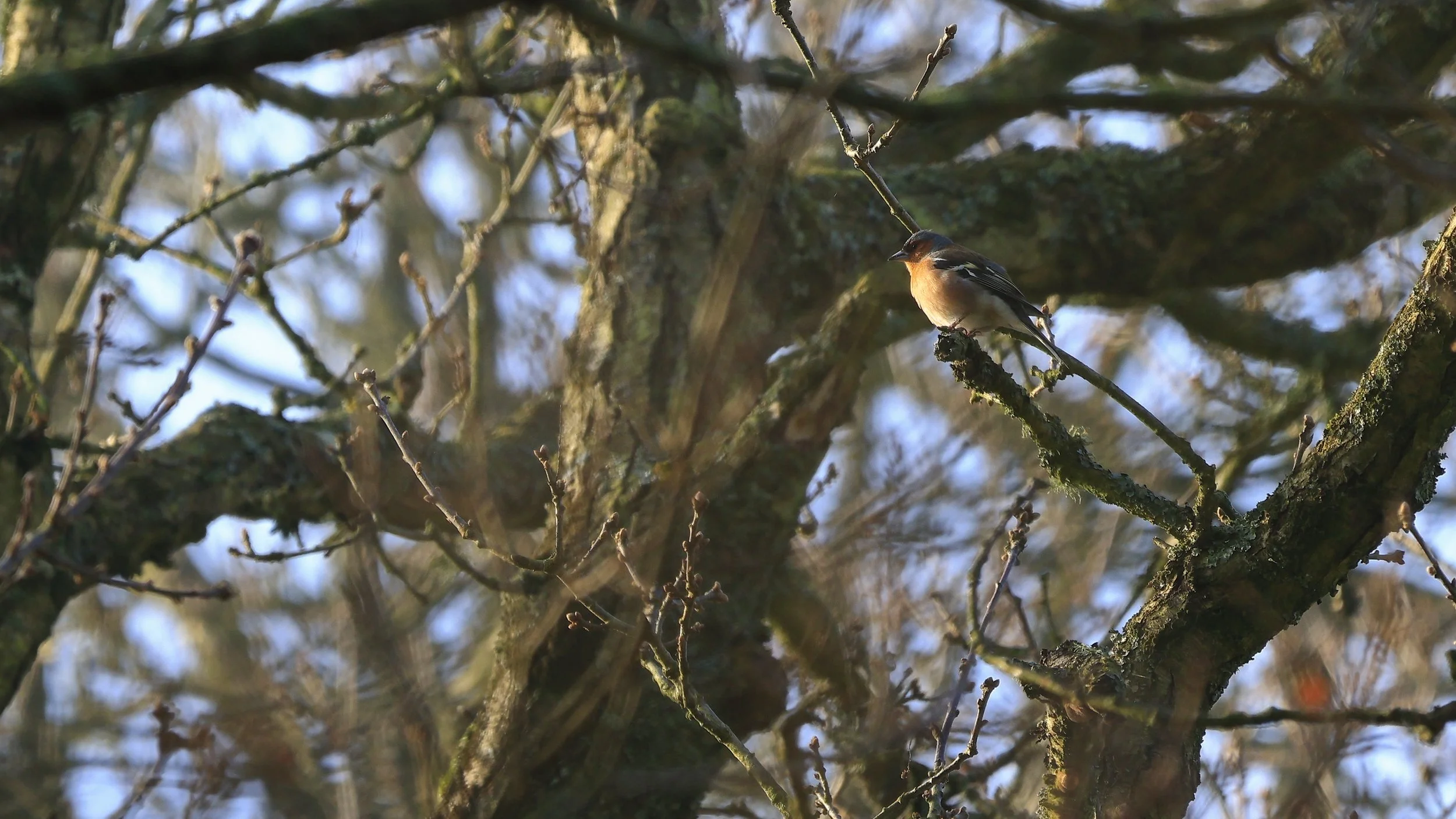 Male Chaffinch.jpg