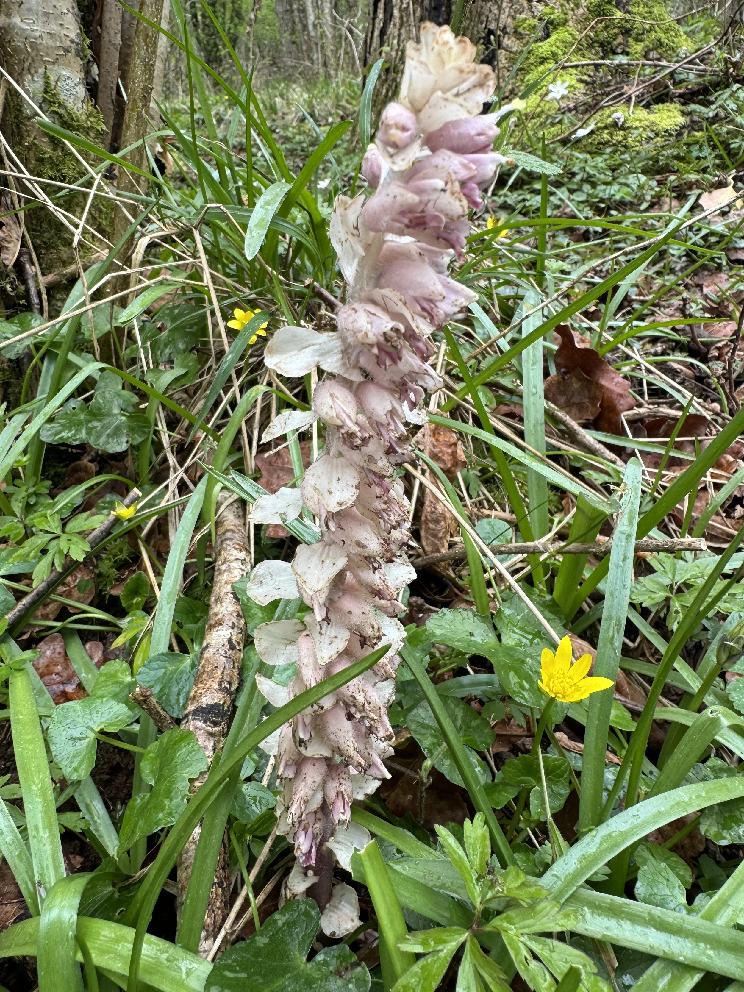 Toothwort.JPG