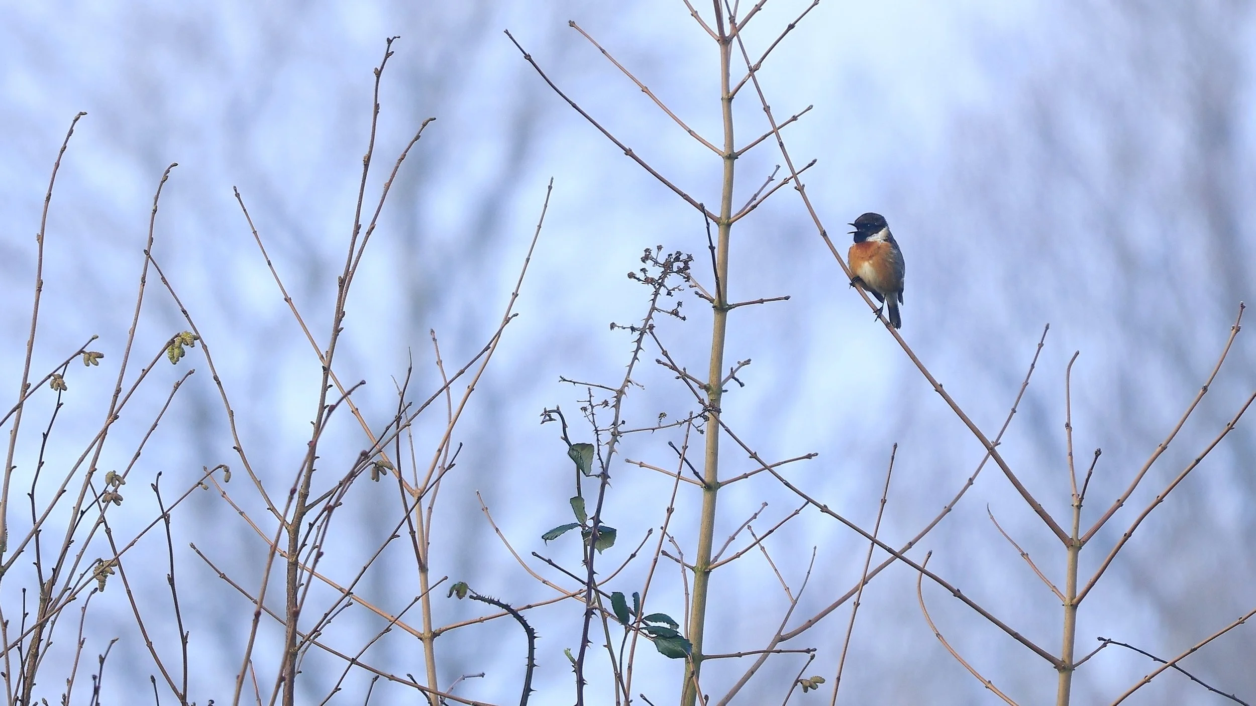 Male Stonechat singing.jpg