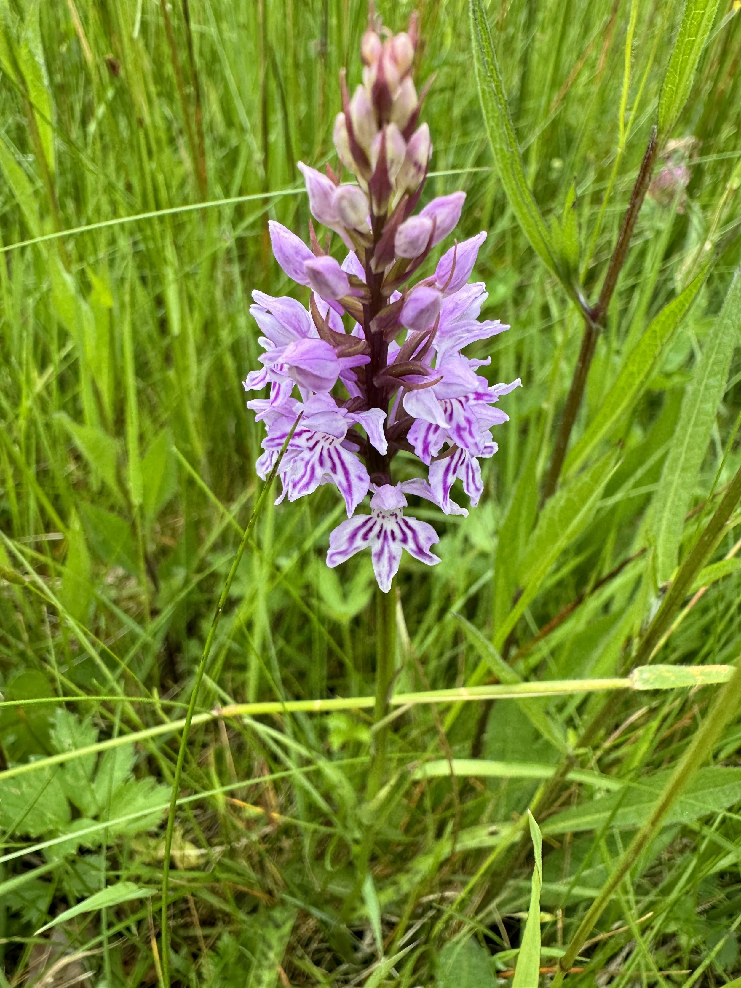 Common Spotted Orchid.JPG