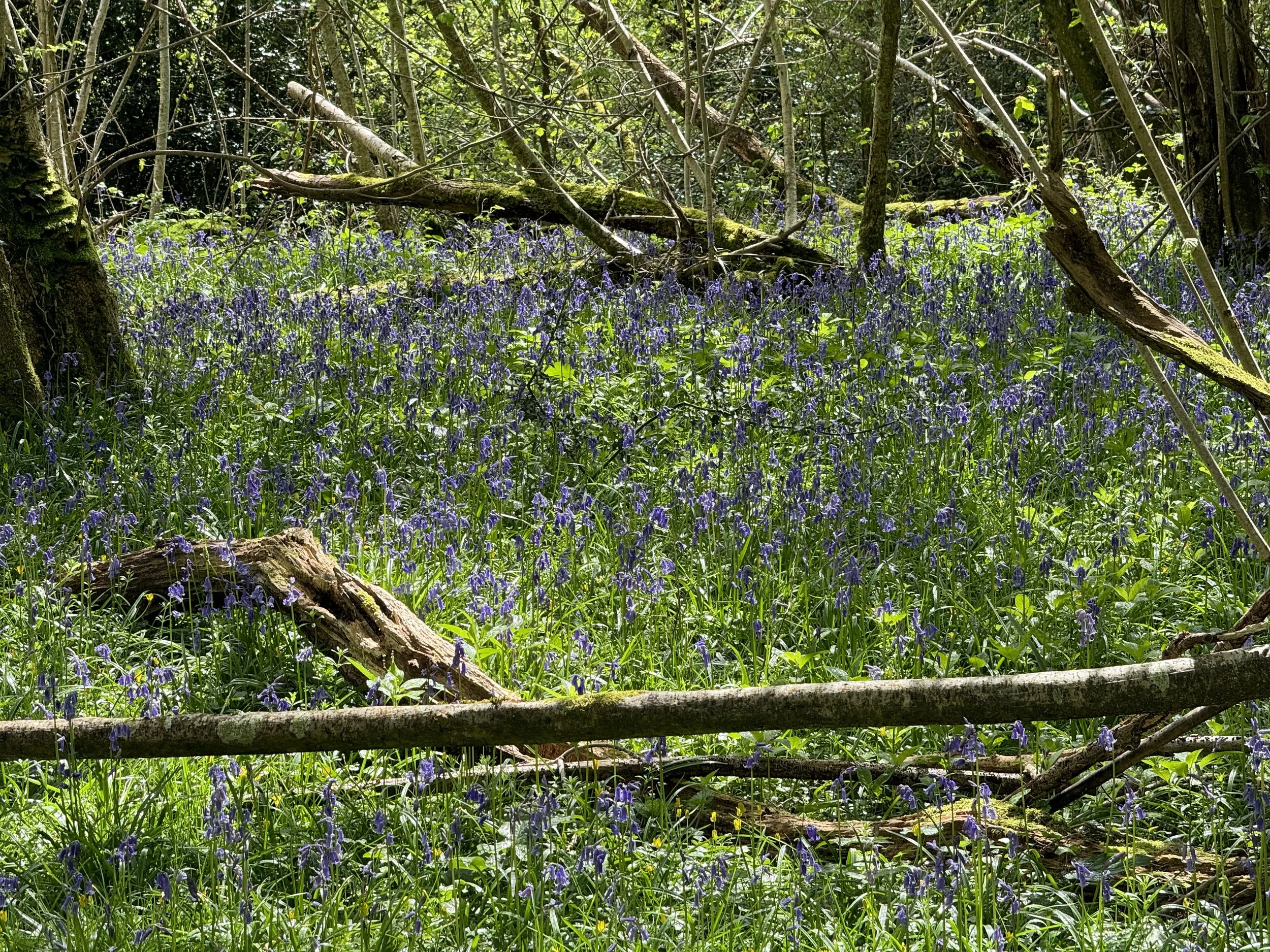 Bluebells 2.JPG