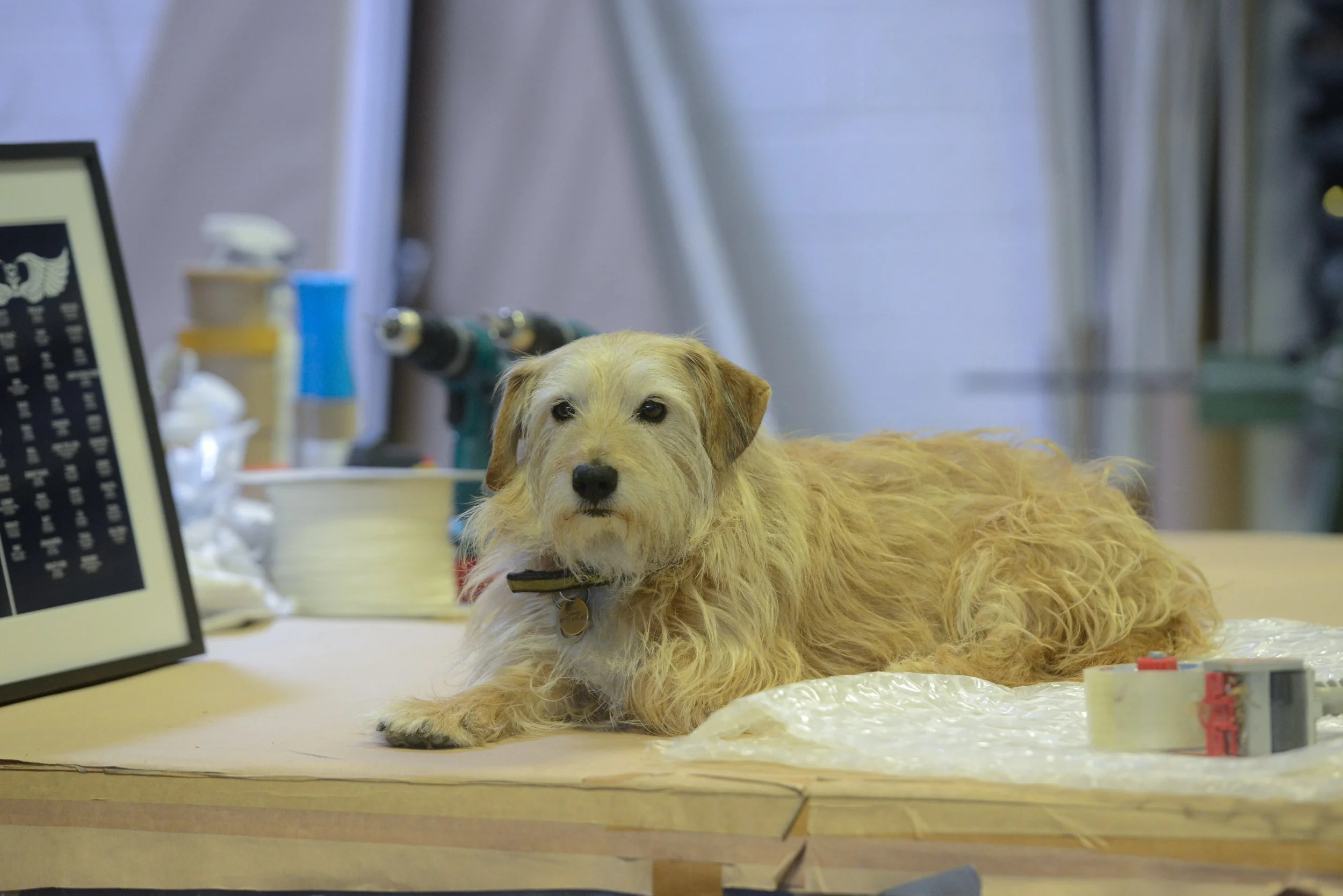 A scruffy, light-colored dog lying on a table in a workshop or garage setting, surrounded by tools, equipment, and miscellaneous items.