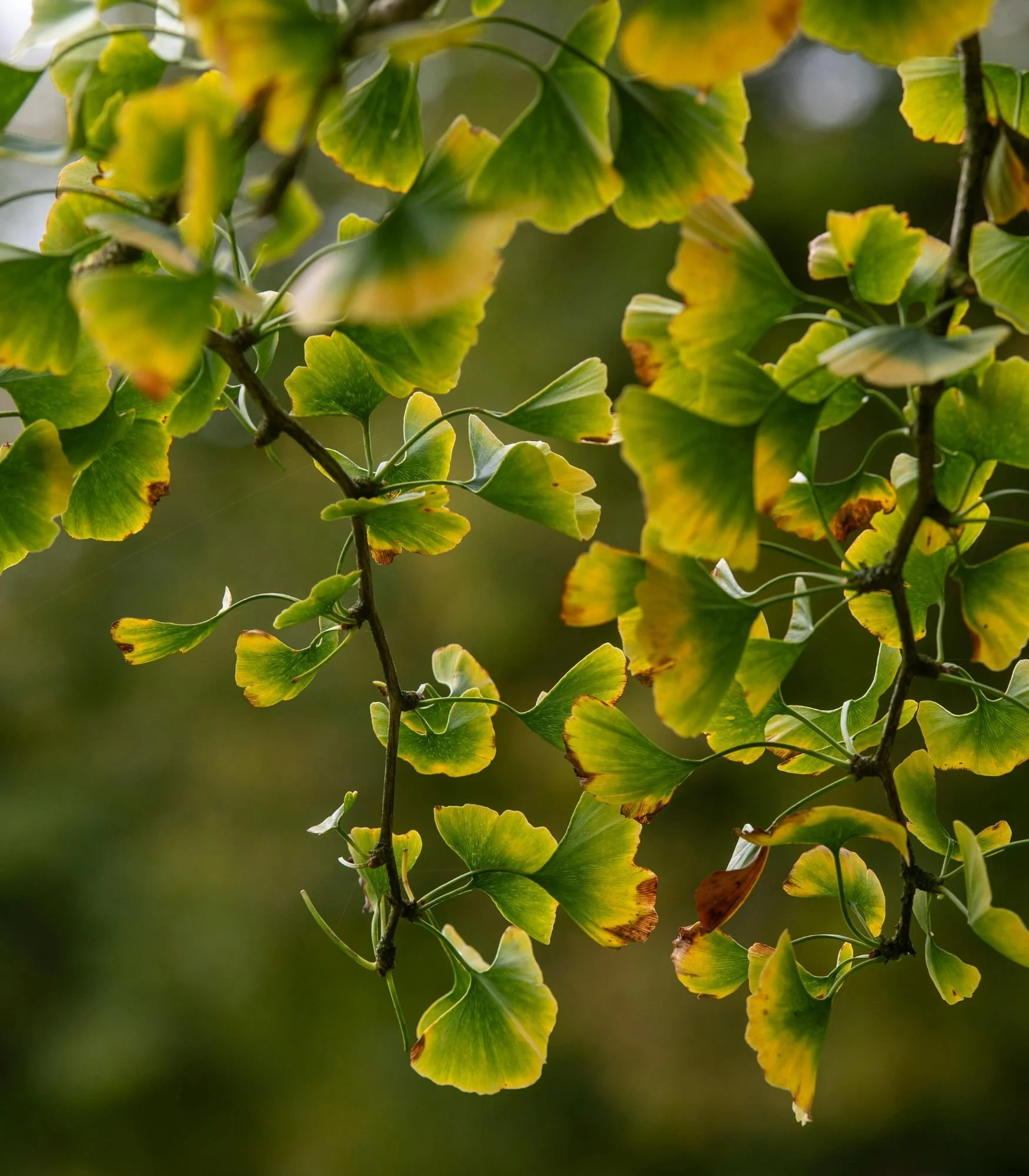 Close-up of green and yellow ginkgo leaves on a branch.