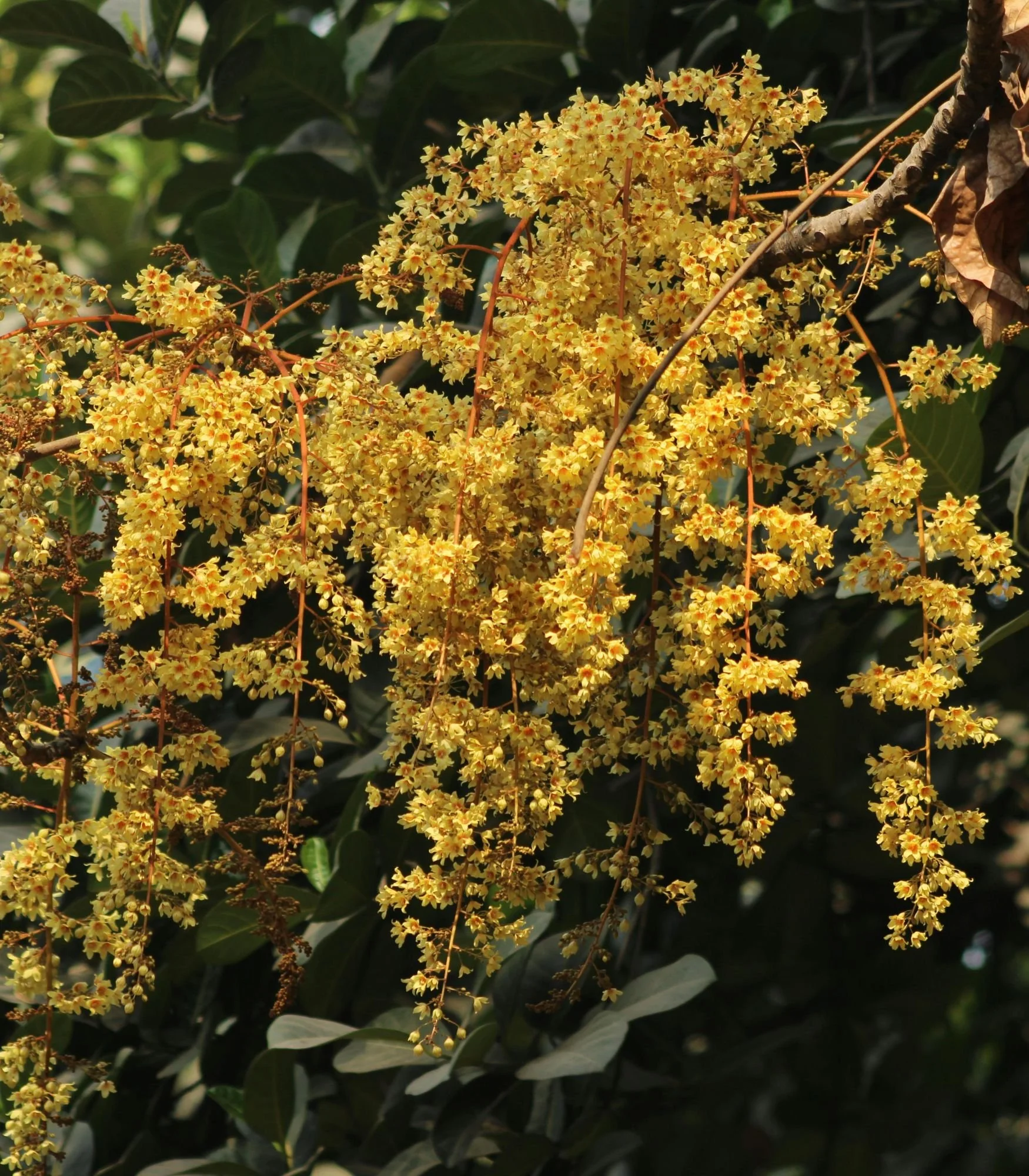 Close-up of yellow flowering plant with dark green leaves in background.
