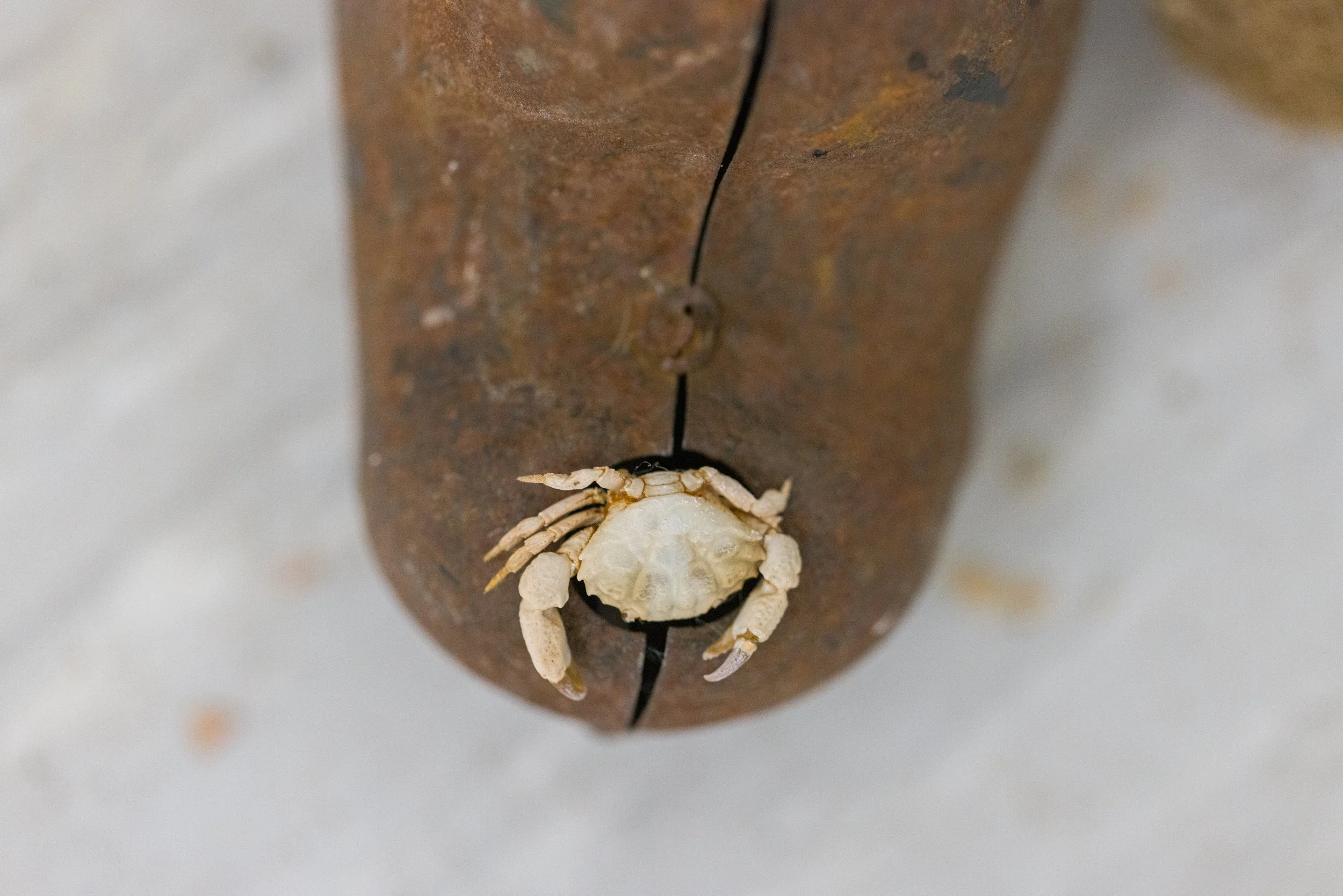 Krebskrabbe auf Holzstück mit Riss, Nahaufnahme