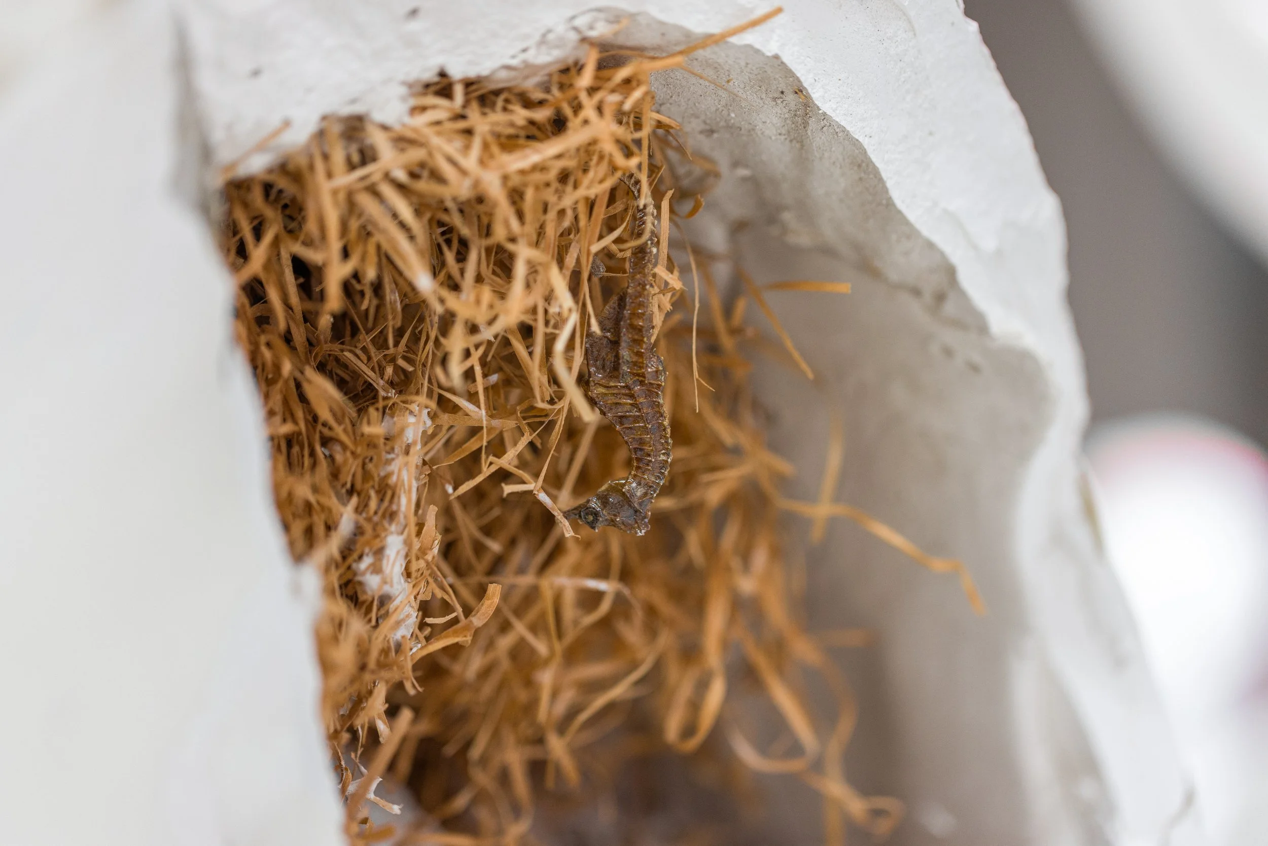 Ein Stuck mit einer kleinen, dunklen Raupe, die an einem Nest aus getrockneten Grammeln an einer Wand hängt.