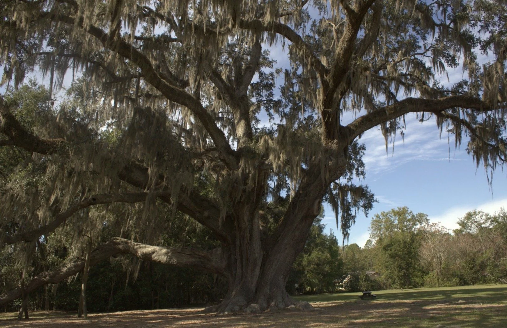 Meeting the Magnificent: The Magic of America’s Champion Trees