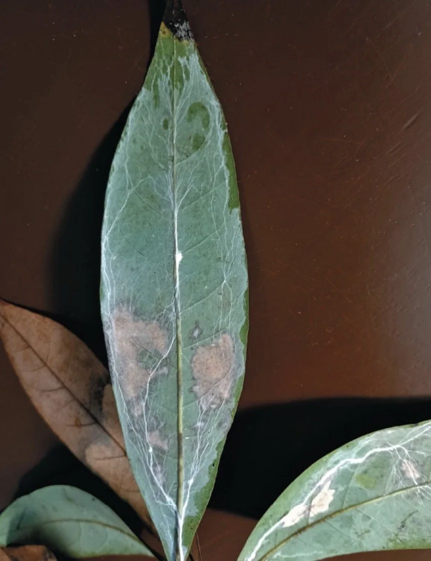 Bolts from the Blue: The Rising Threat of Relampago Blight in Florida