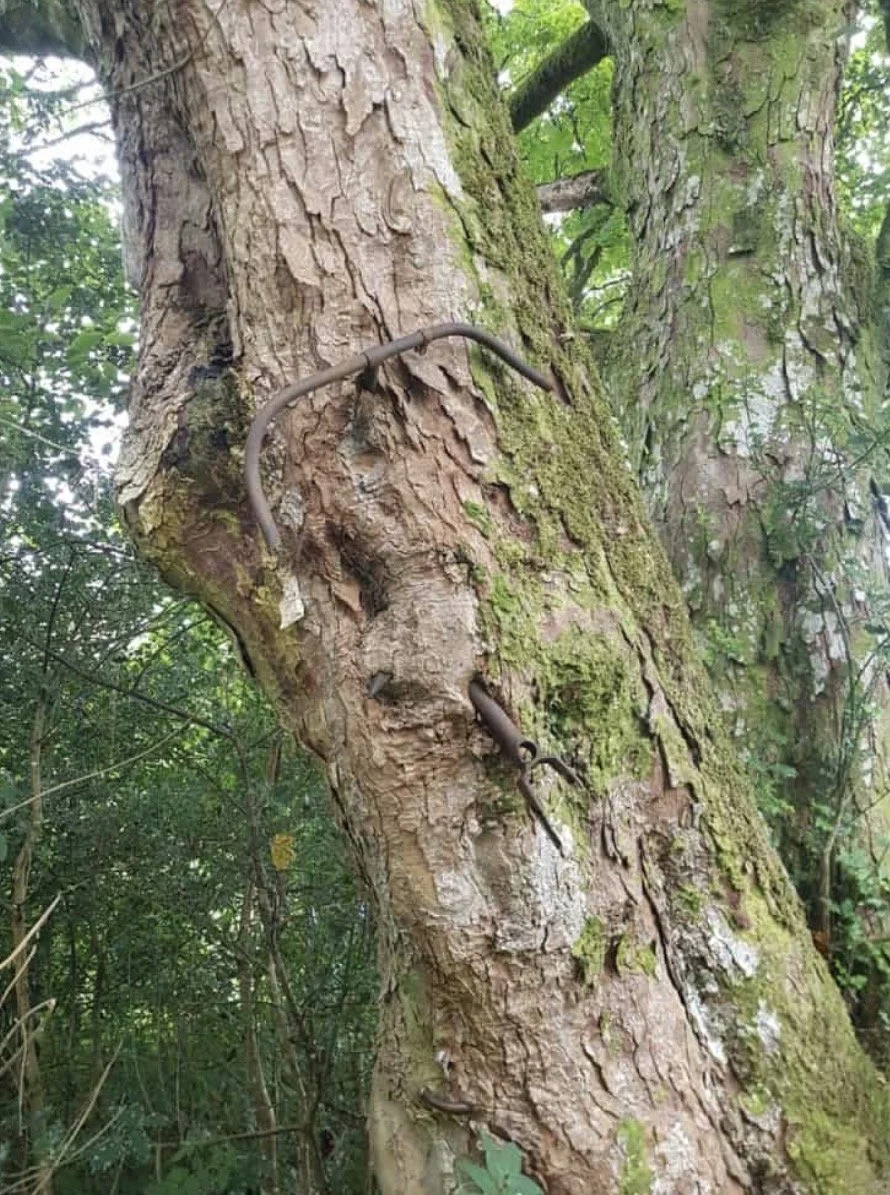 How Do Trees Adapt to Obstacles? They Grow Over Them.