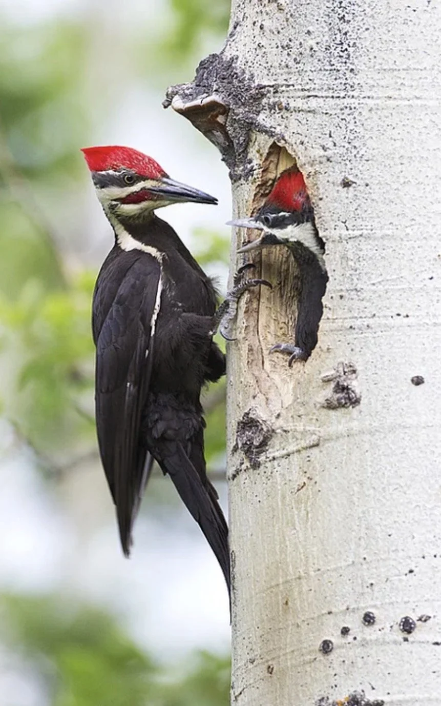 What is a “Snag” - and Why Healthy Ecosystems Need Them