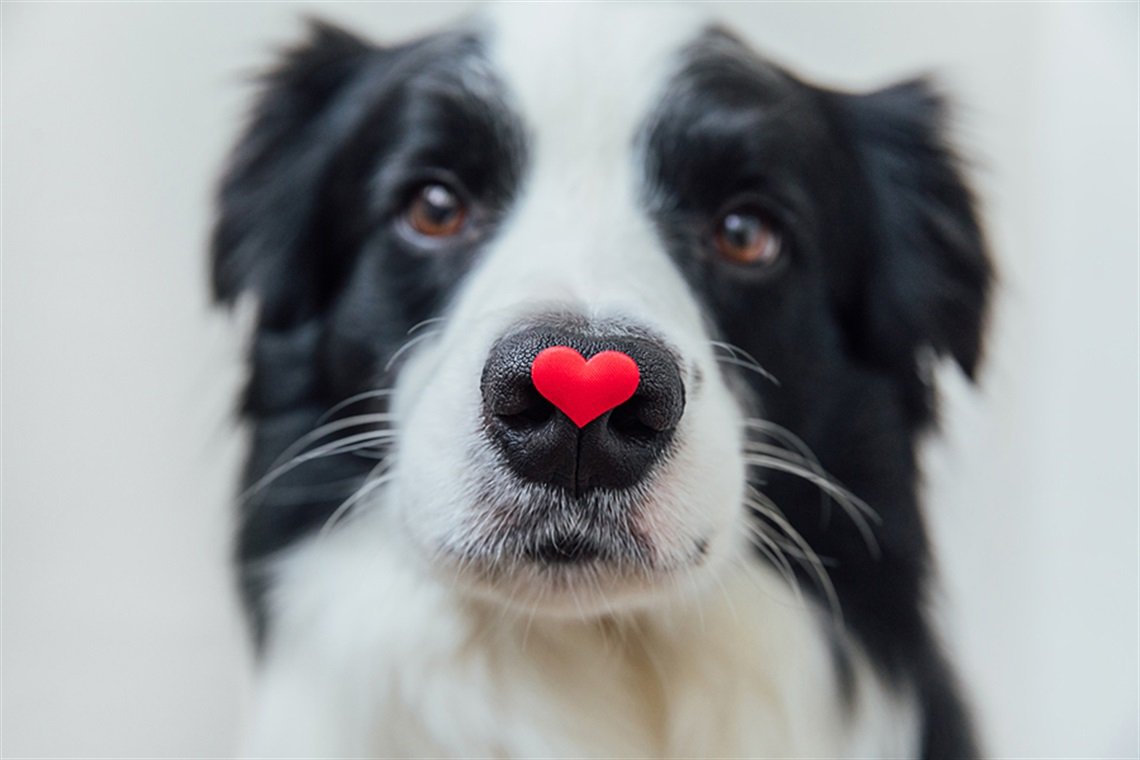 Thinking of Getting a Pet?