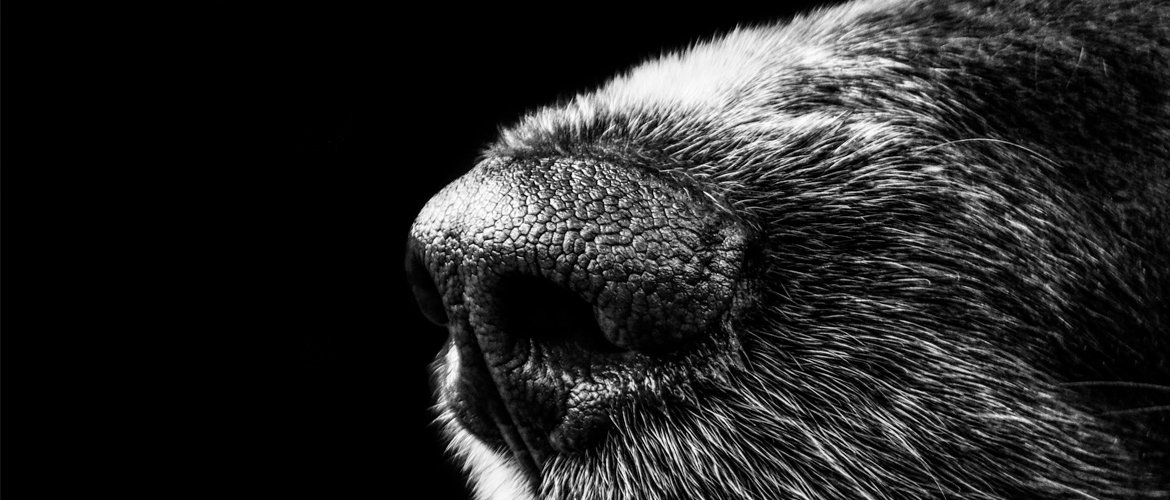 Let Them Sniff