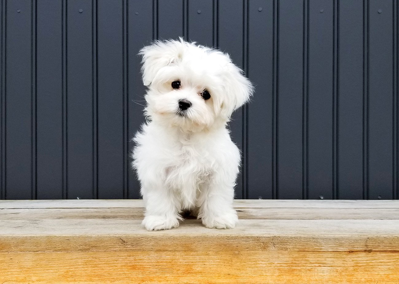 Unleashing the Truth: Amazing Dog Facts You Didn’t Know!