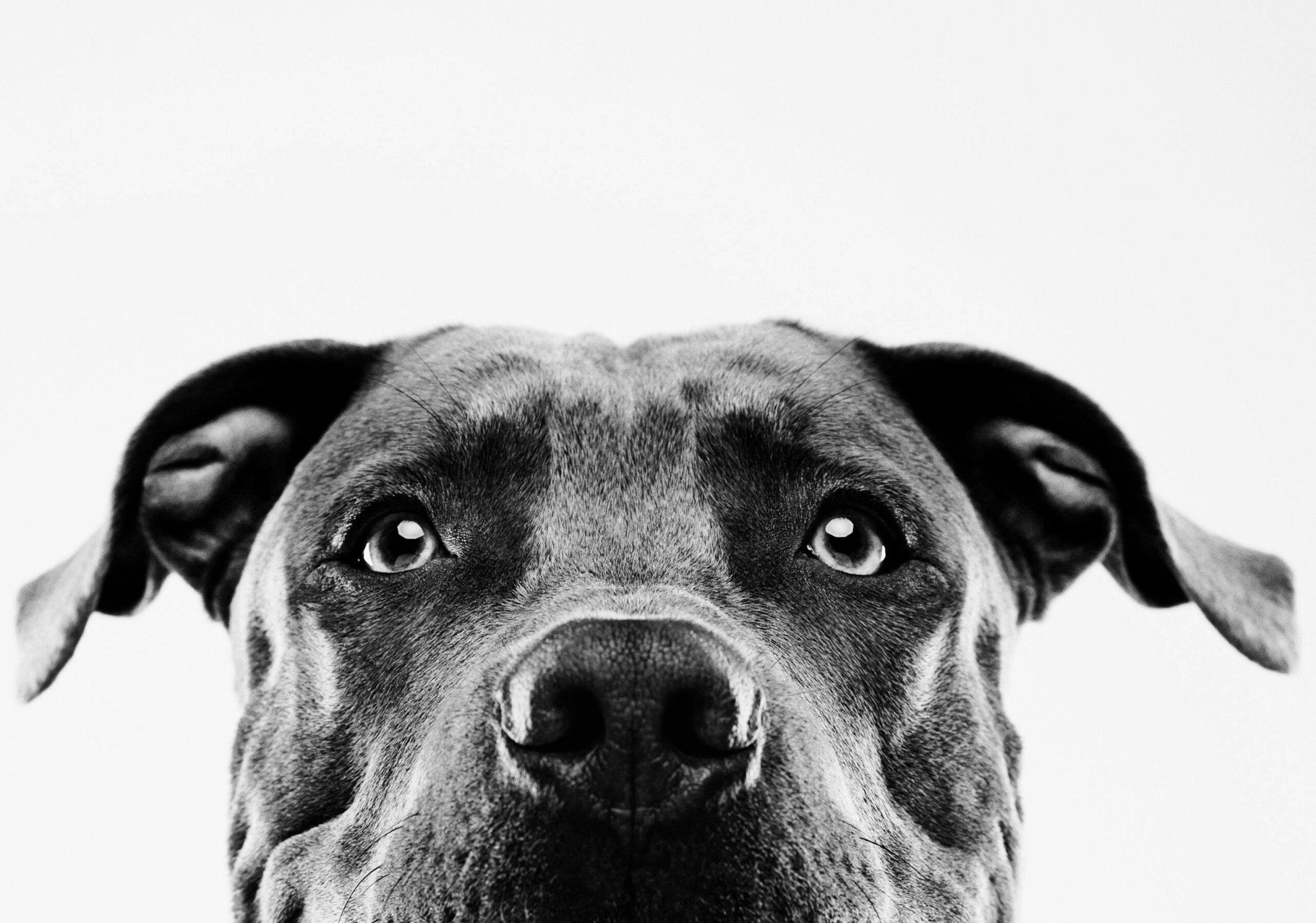 Minimizing Risk: Keeping Pets Safe