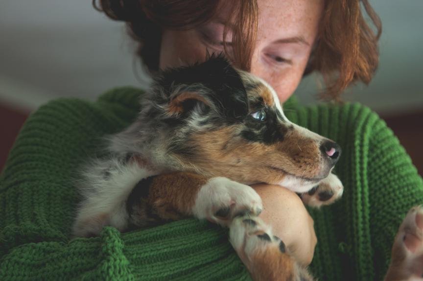 Keeping Your Dog Safe from the Dangers of Fentanyl and Opioids