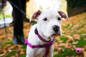 Why Hiring a Dog Walker is the Best Decision for You and Your Dog