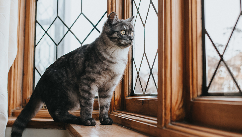 Understanding the Mystery of Cat Chirping