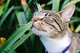 Pet Safety Alert: The 20 Most Dangerous Plants for Dogs and Cats