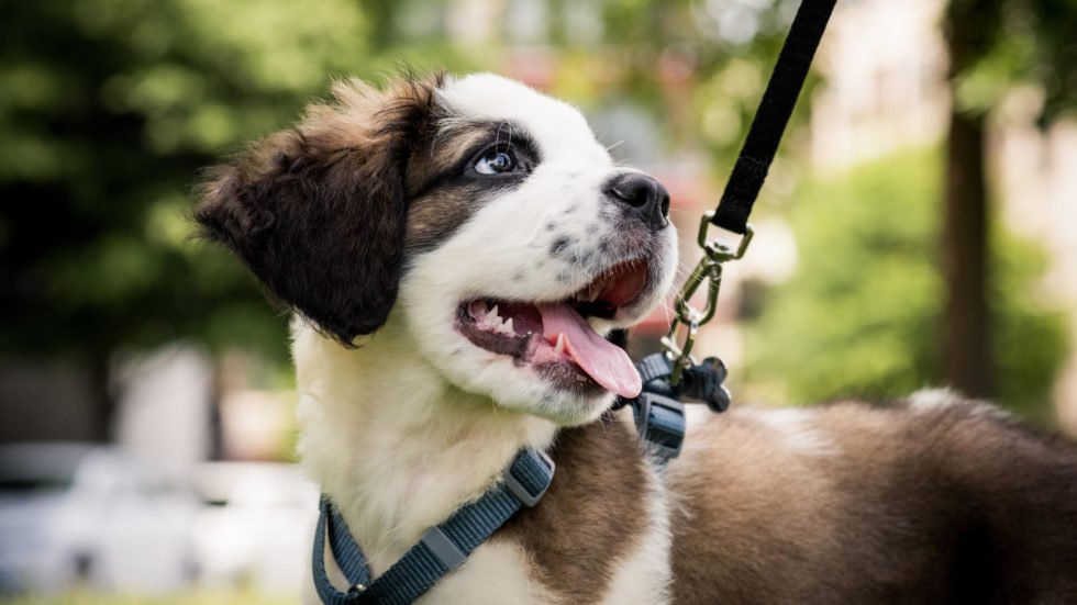 Tips to Stay Safe While Walking Your Dog(s)