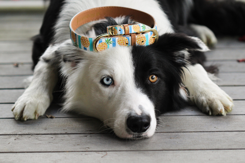 Why You Should Consider Removing Your Dog’s Collar Before Putting Them in a Crate