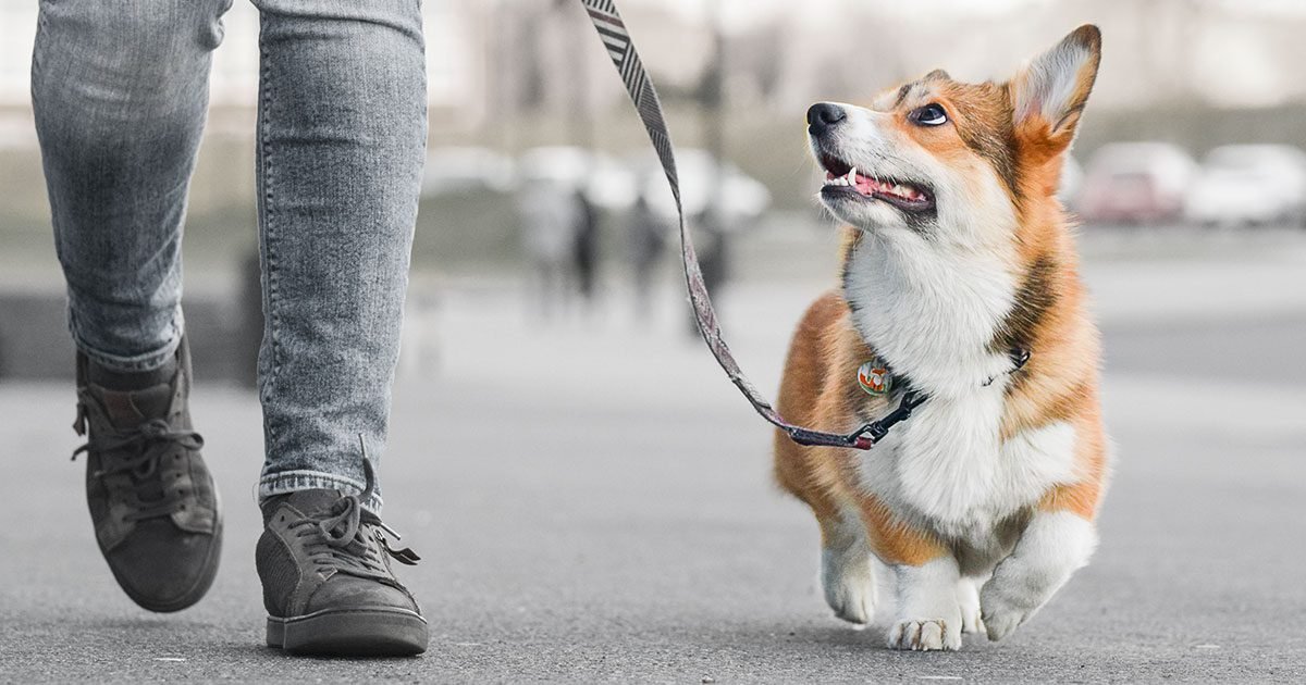 How a Dog Walker Can Improve Your Dog’s Behavior