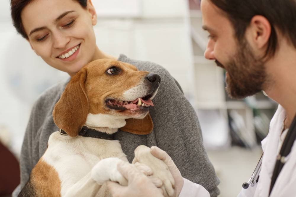 Reminder to Check and Update Your Pet's Microchip: A Simple Step to Ensure Their Safety