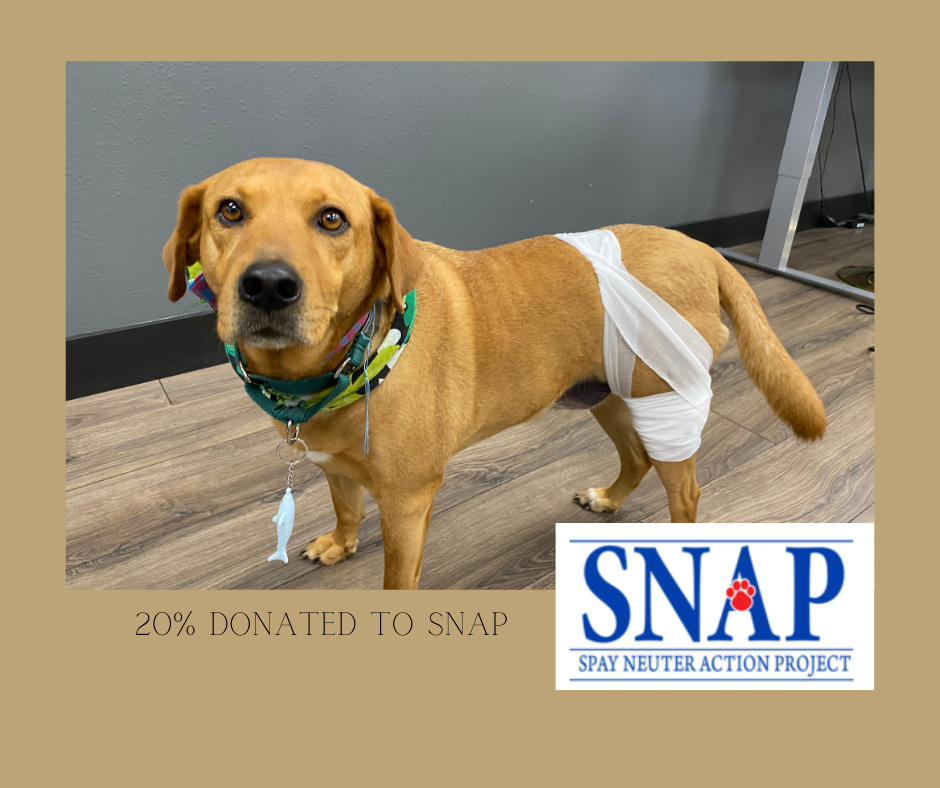Events & Classes — Dogs On The Run