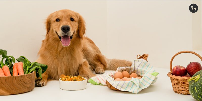 Gut Health for Dogs: Why It Matters and How to Keep Your Pup’s Digestive System in Check