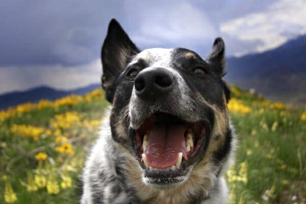 What to Do If Your Dog Is Stung by a Bee