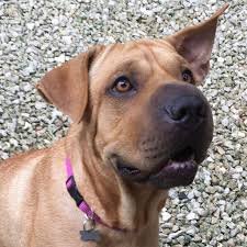 Things to Consider When Rescuing a Street Dog