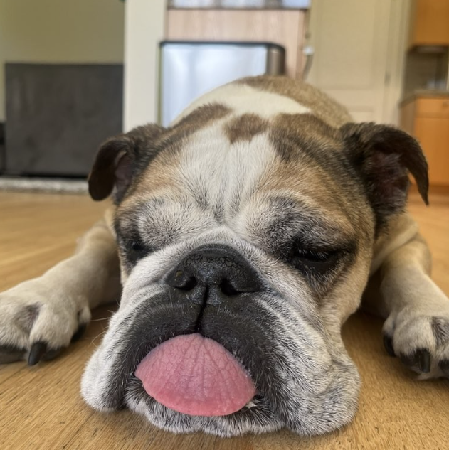 PET FIRST AID & CERTIFICATION WITH HOLLY