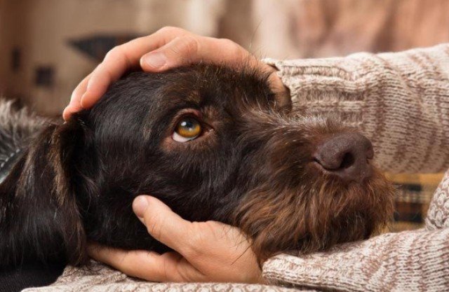 How Earthquakes Affect Pets: Signs of Stress and Ways to Help...

When the ground shakes, it&rsquo;s not just humans who feel unsettled&mdash;our pets do, too. Earthquakes can be especially distressing for animals, who often detect them before we eve