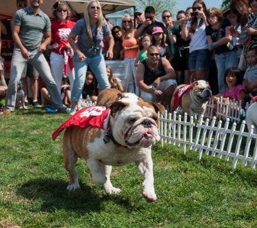 Day of The Dog - San Diego
