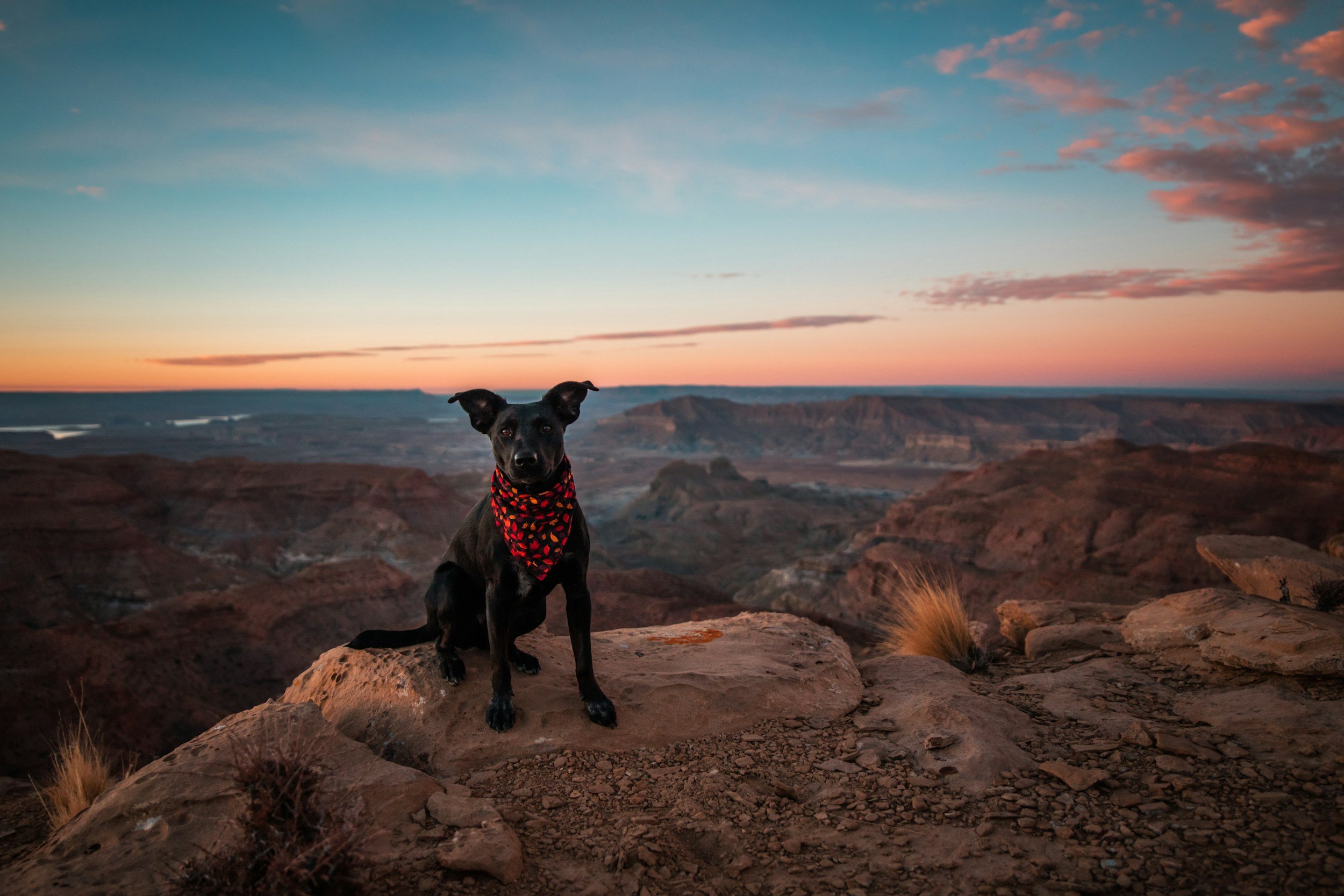 Arizona Pets, Desert Weather, and the Bespoke Care They Deserve